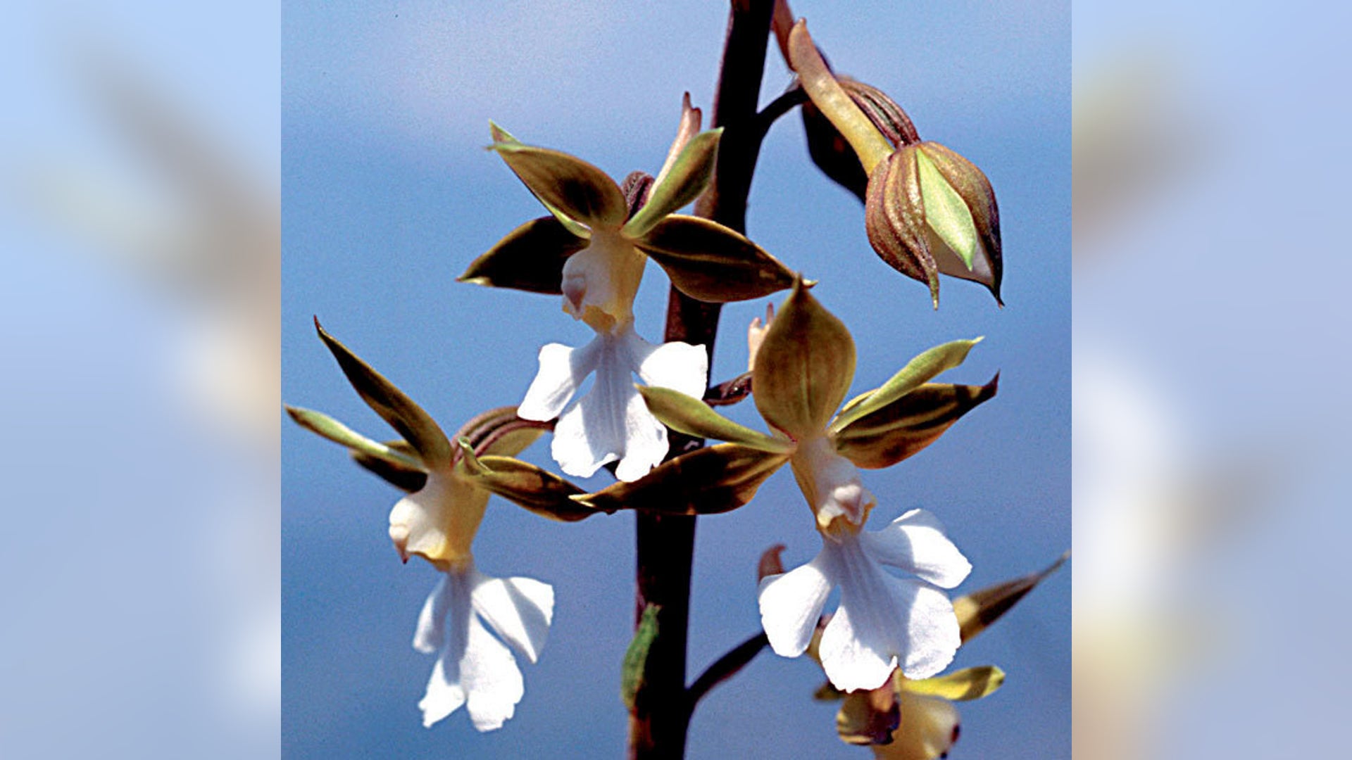 Calanthe Yuksomnensis