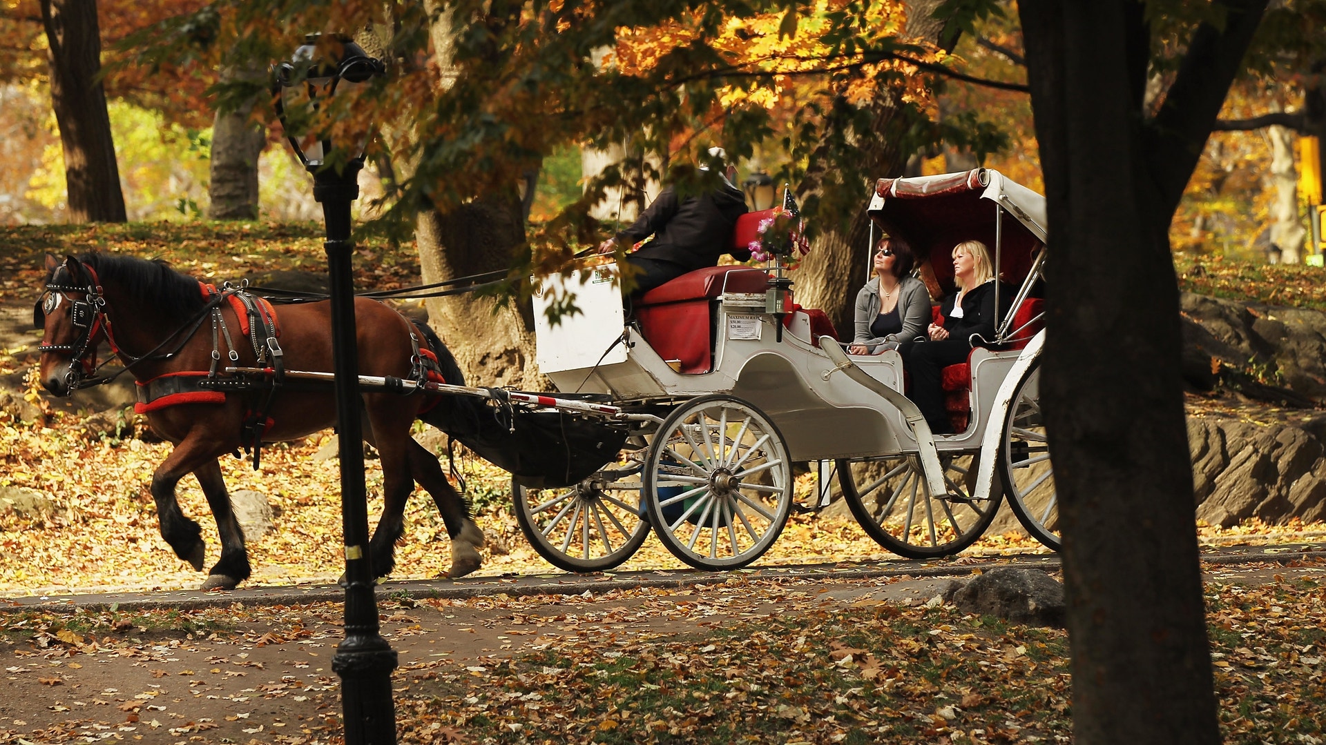 Horse_Central_Park_6