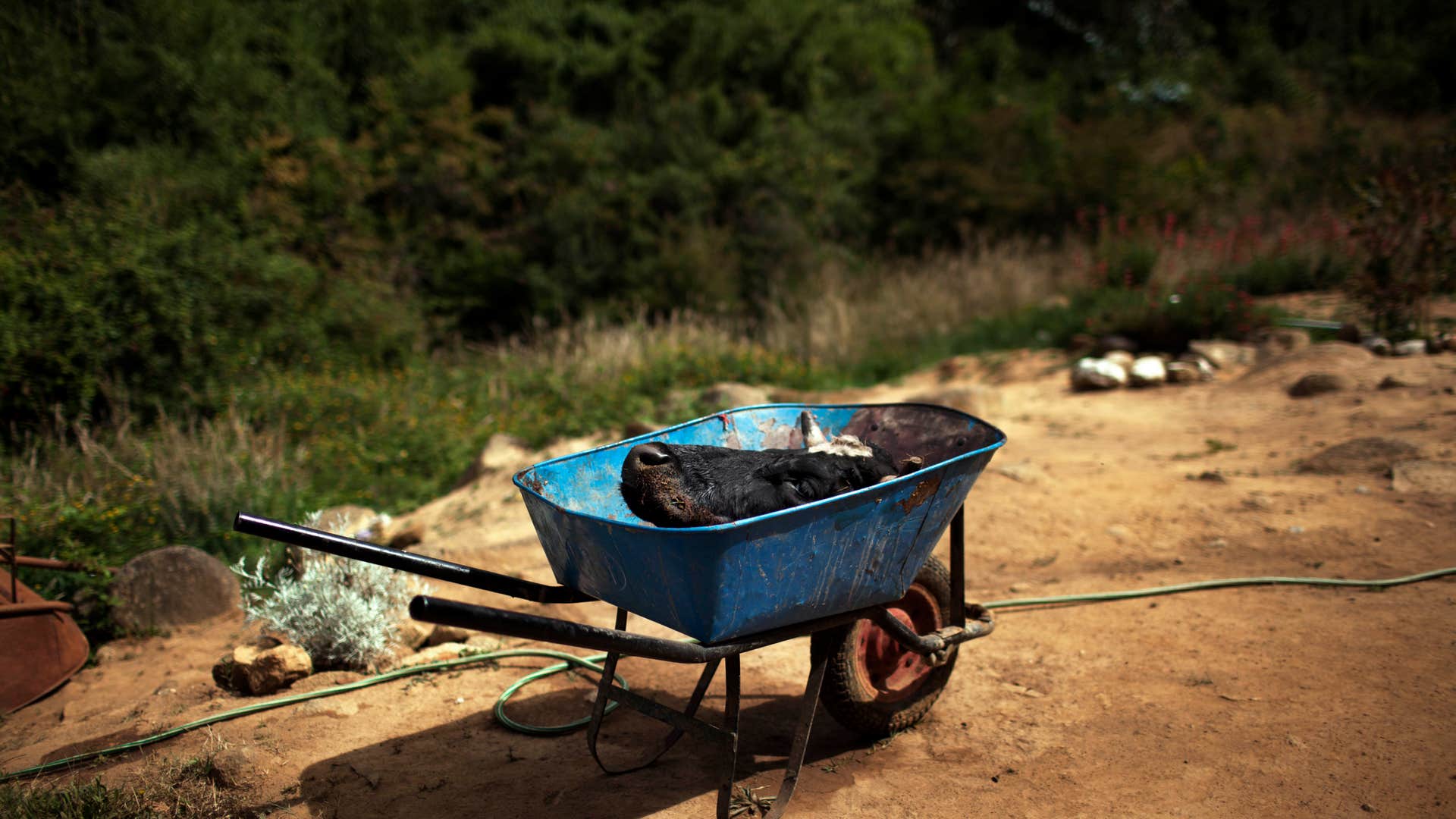 Chile_Mapuche_Conflict__7_