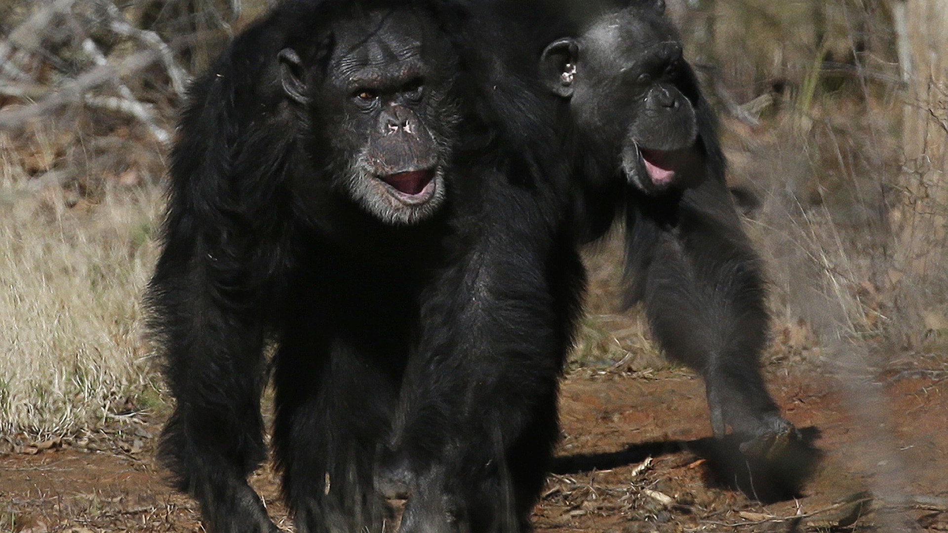 Two chimps walk together at Chimp Haven
