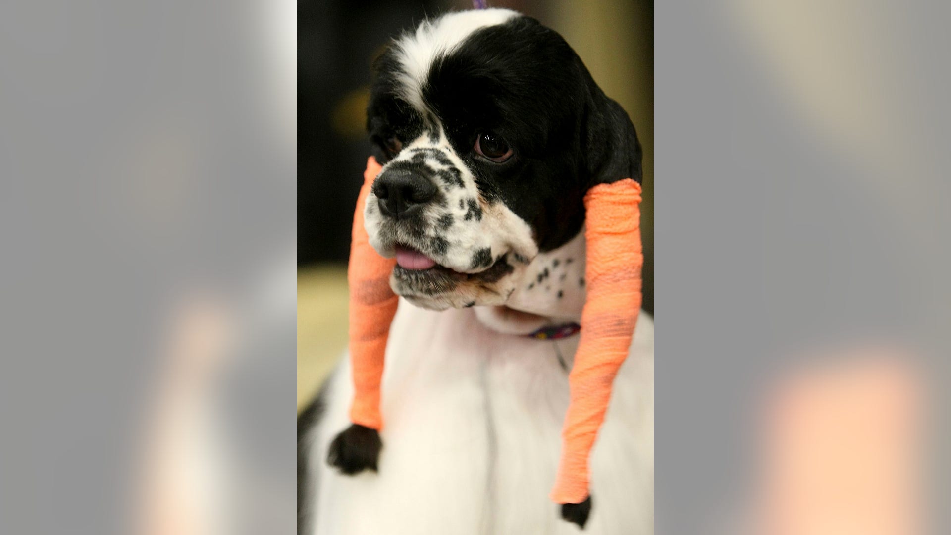 American_Cockerspaniel