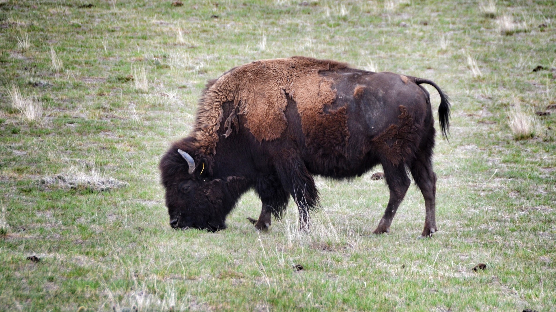 Buffalo