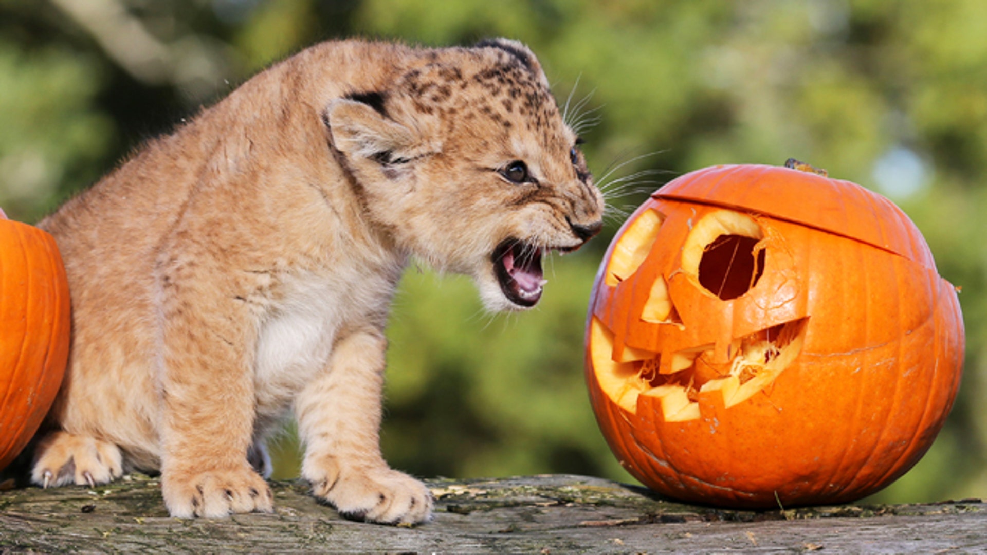 Halloween comes to the zoo Fox News