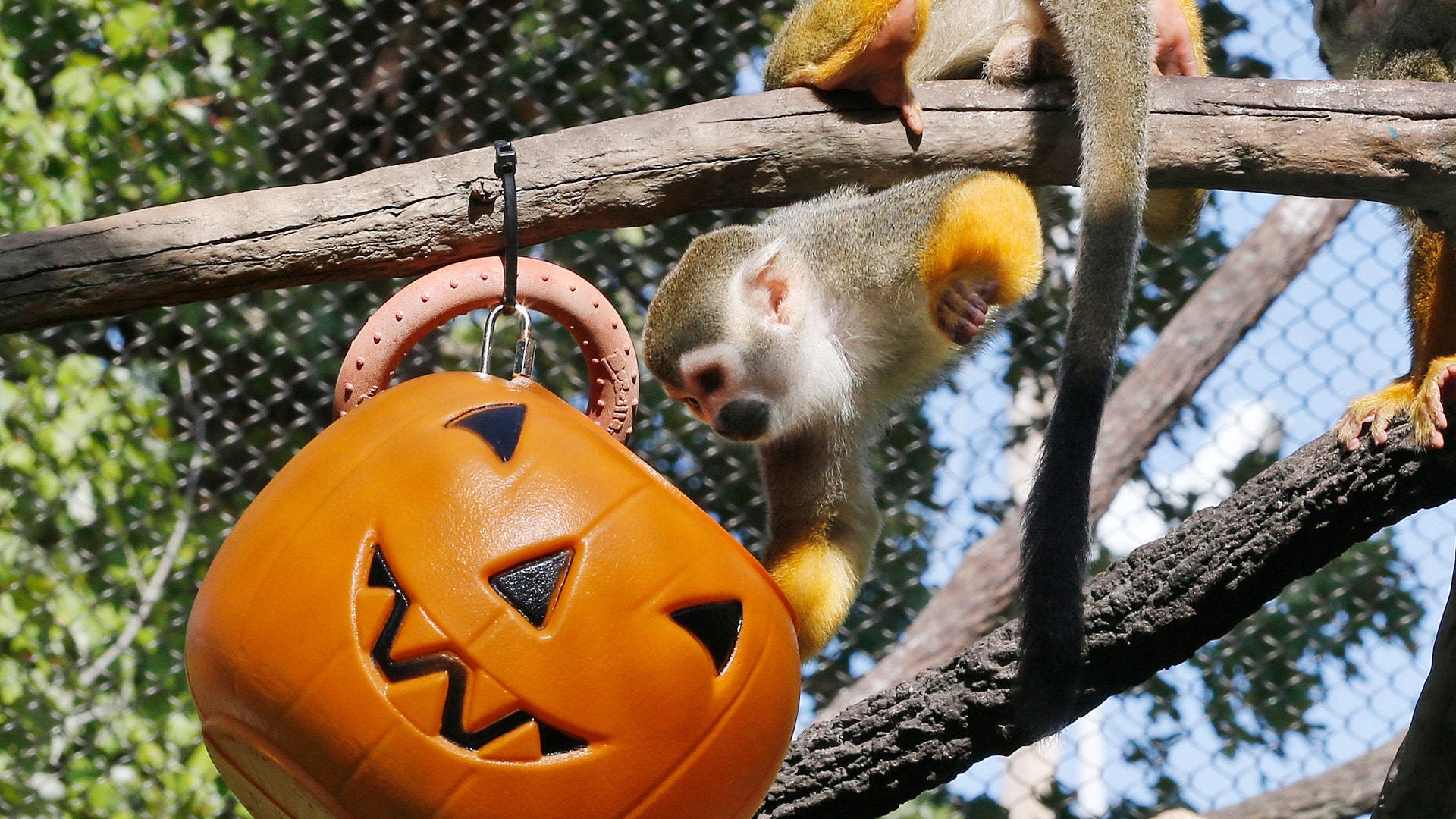 Halloween_at_the_zoo_4