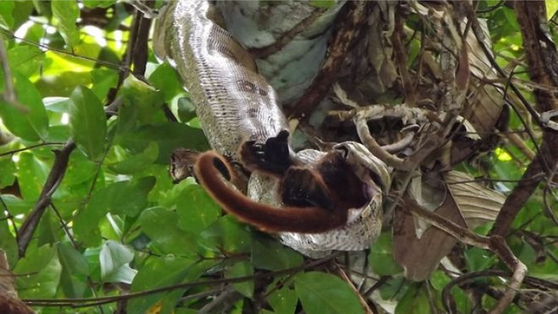<b>Boa constrictor vs. Howler monkey</b>