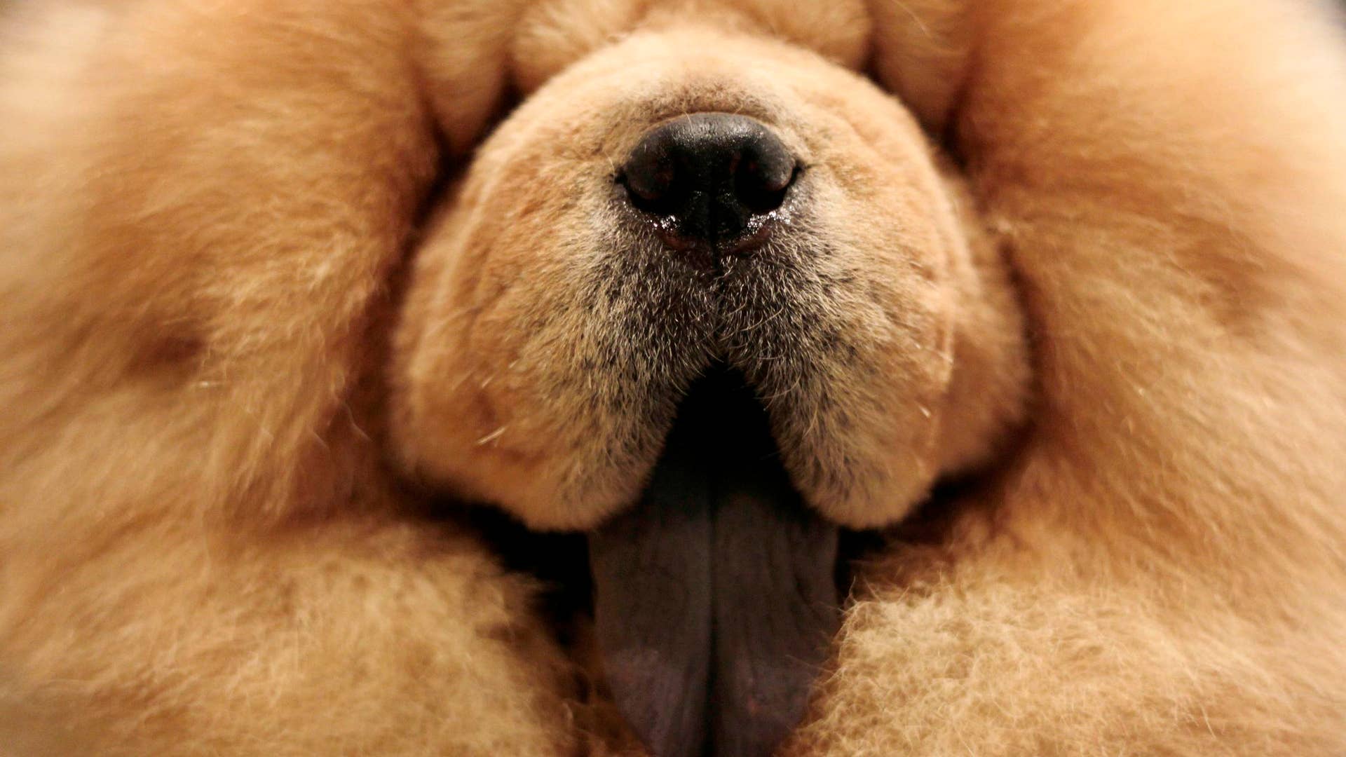 A_chow_chow_named_Cody