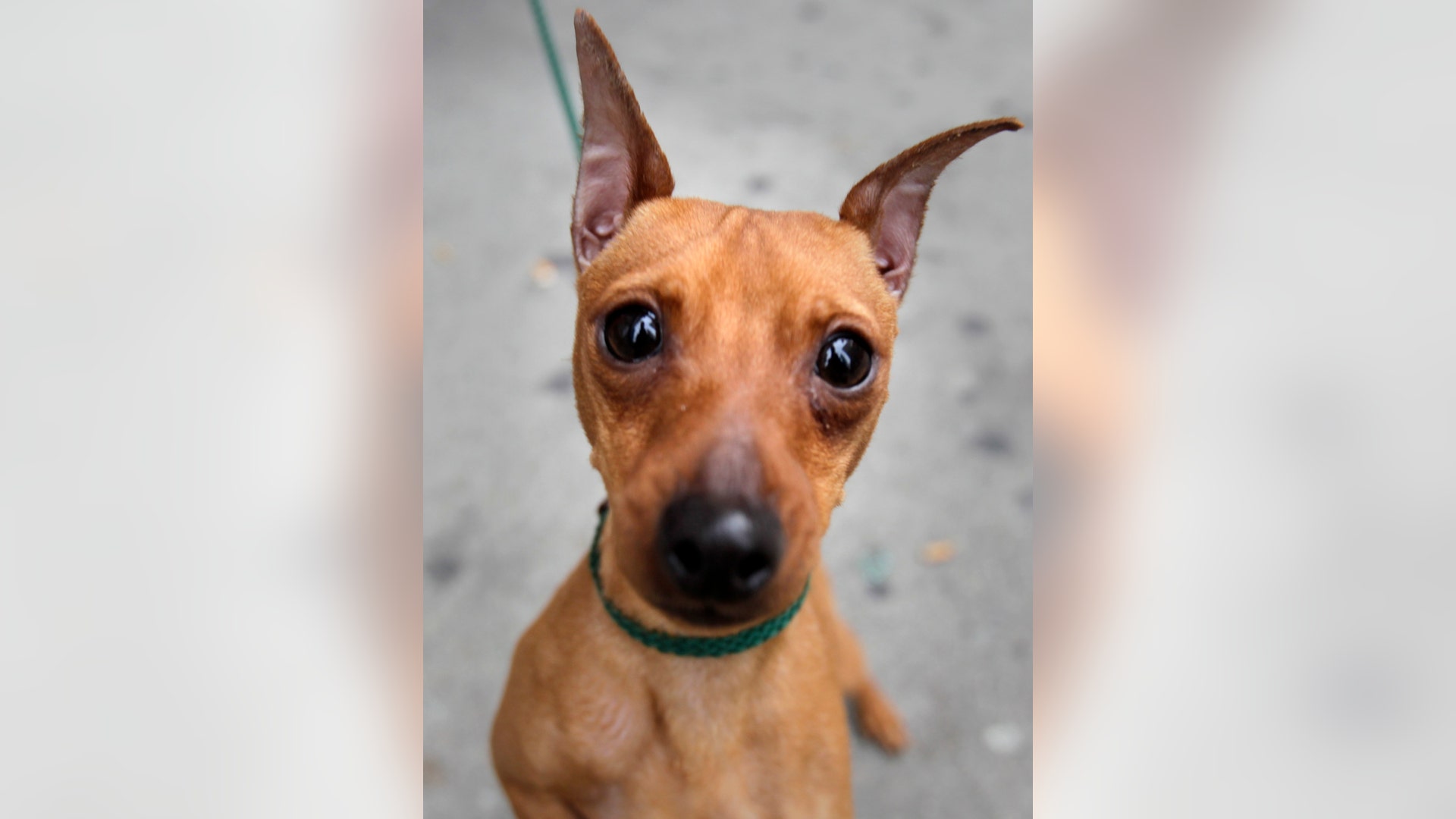 A_miniature_pinscher_named_Paxton