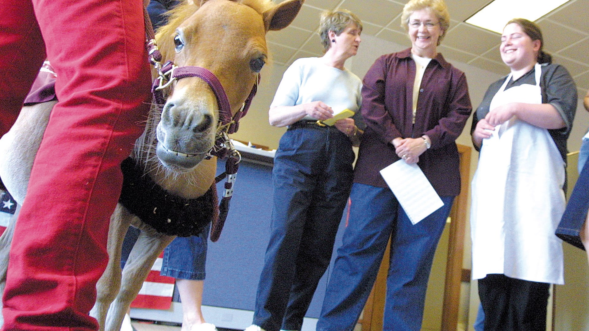 Rosie the guide horse 