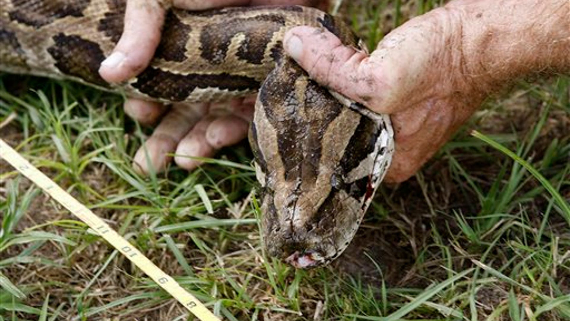 Coming Soon to a Swamp Near You | Fox News