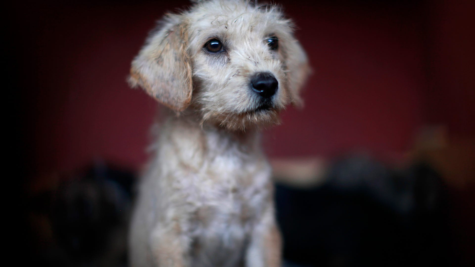 APTOPIX_Mexico_Wild_D_Carr