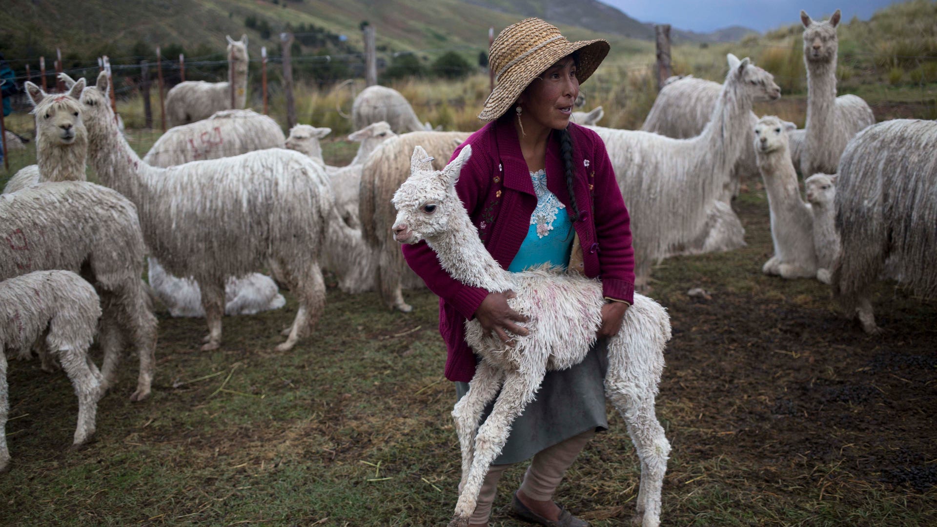 Шерсть народ. Ферма альпак в Чили. Пастух альпак. Шерсть альпаки. Перу альпака.