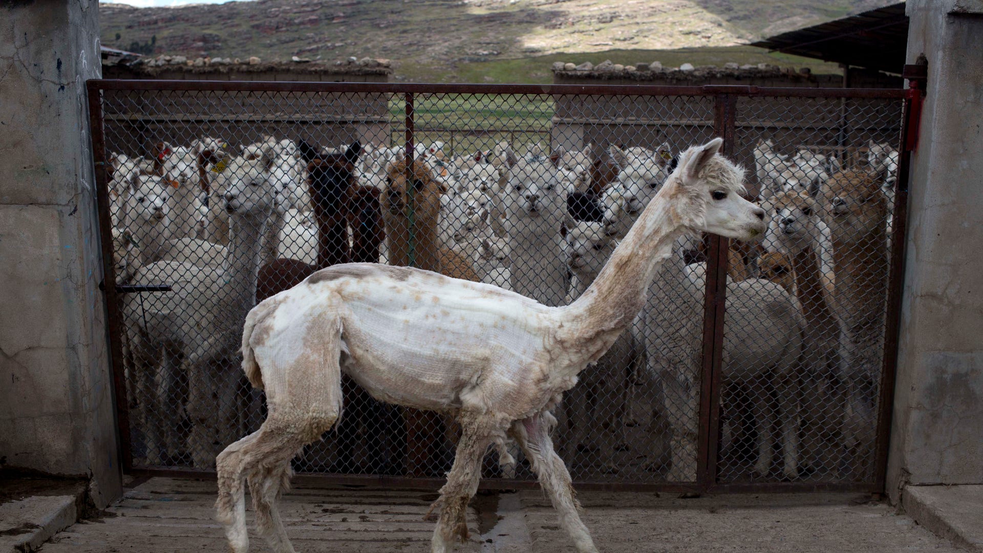 APTOPIX_Peru_Alpaca_F_Vros