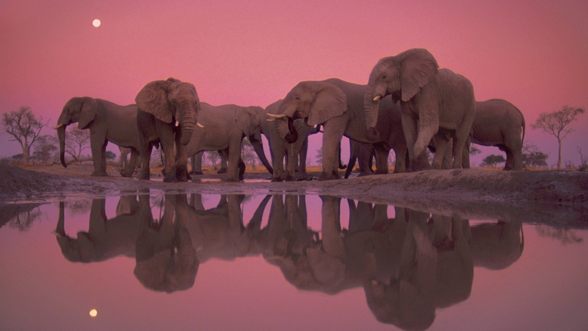 African_Elephants