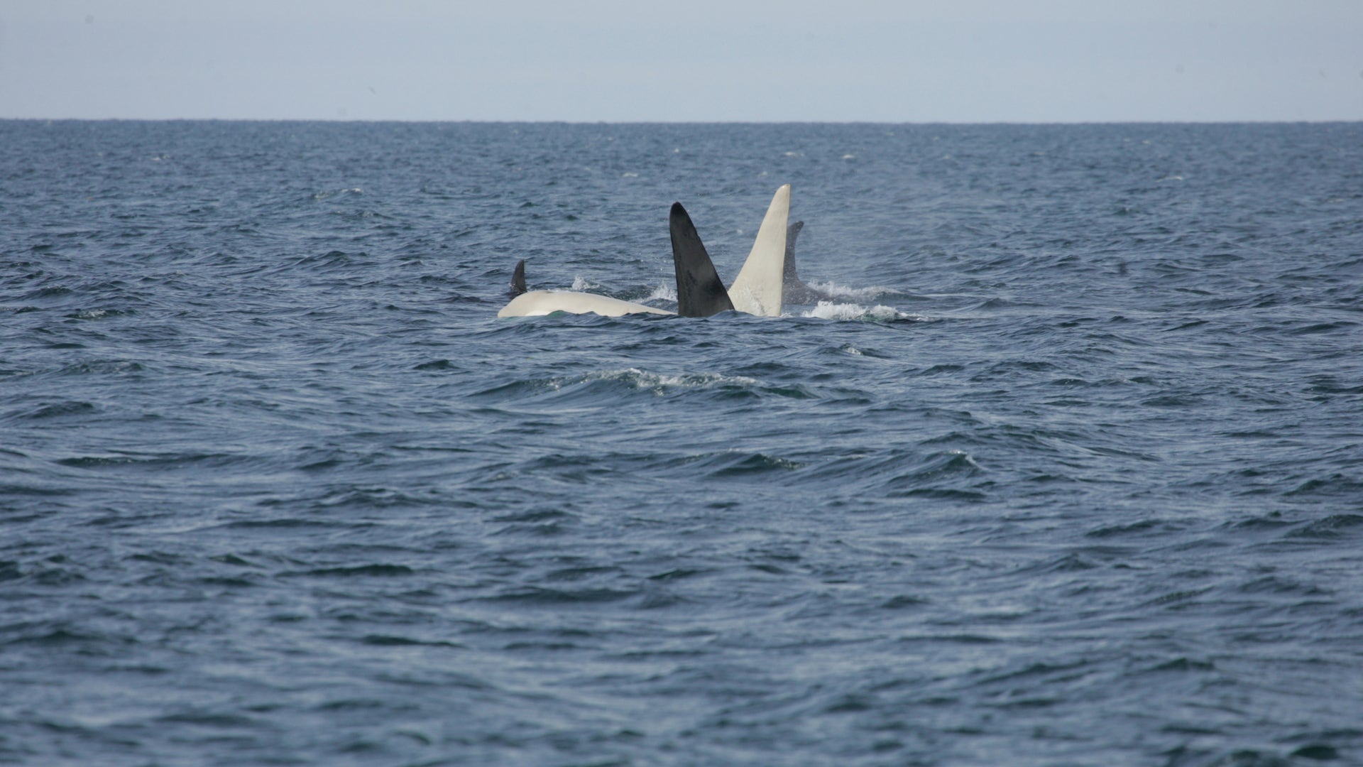 Albino_Orca_6