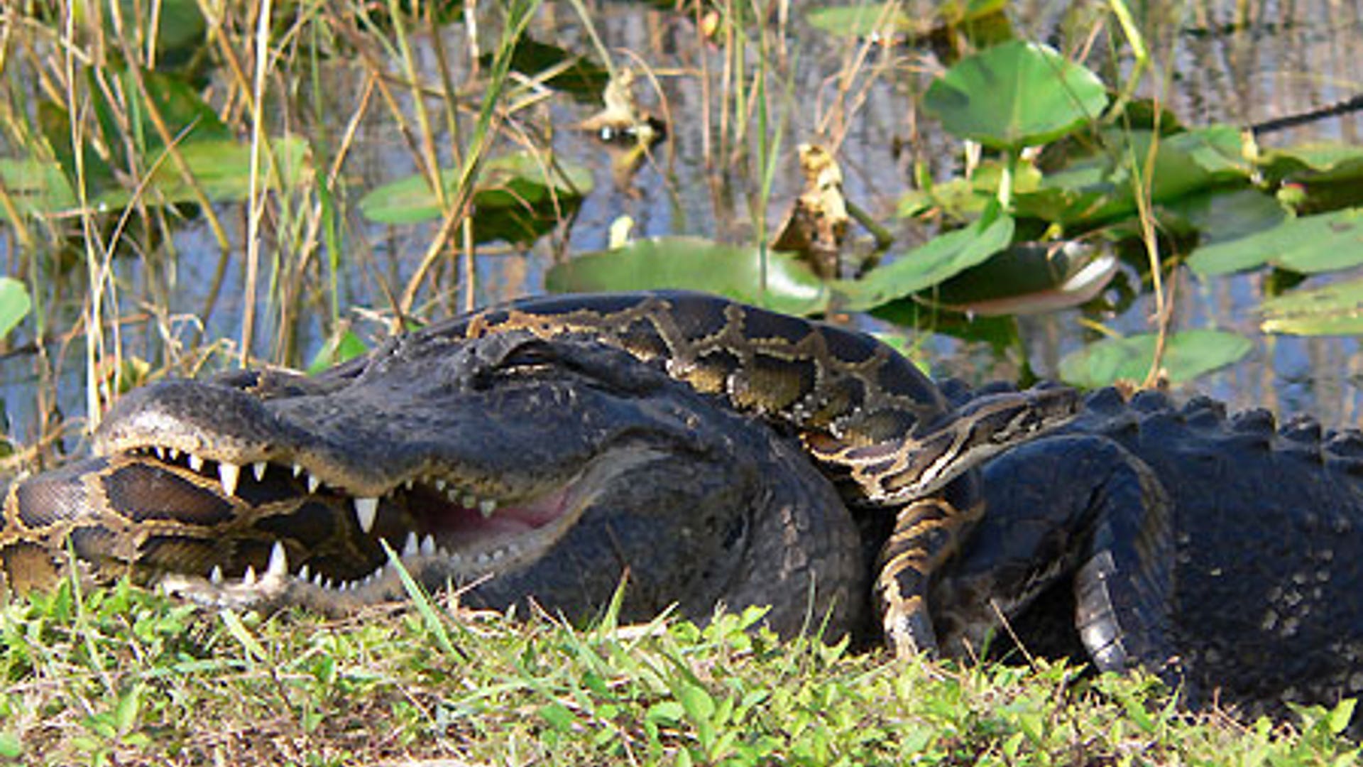 Alligator vs. Python