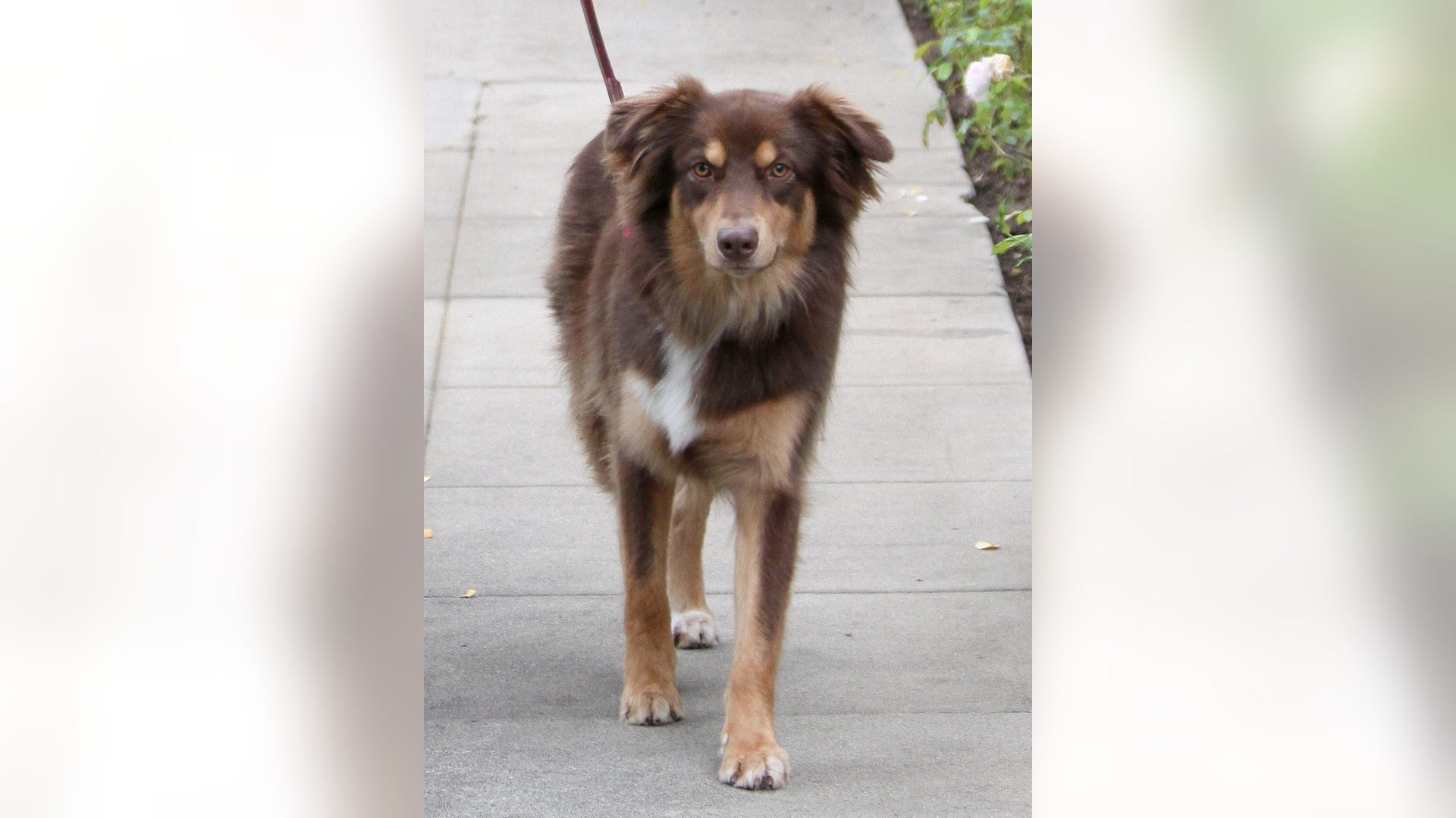 Guess the Pooch