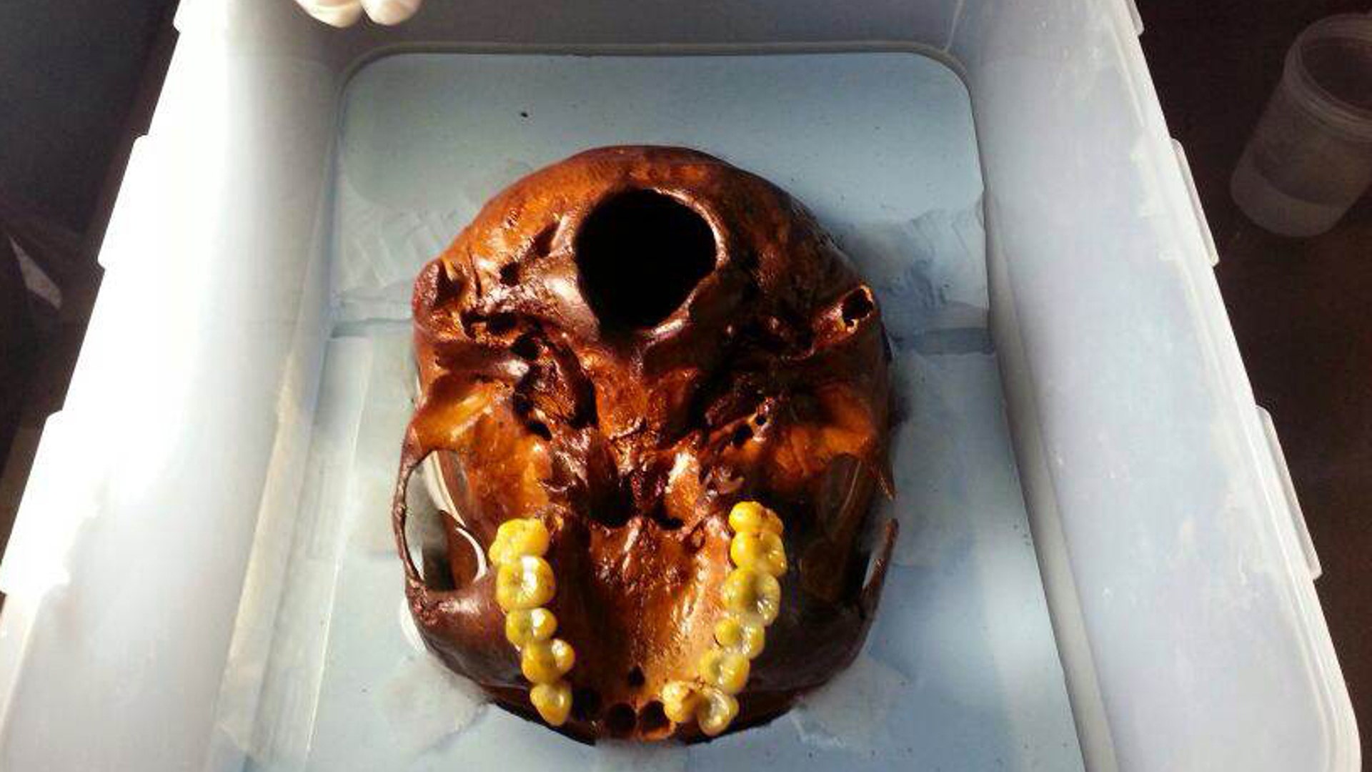 Ancient_skeleton___5_