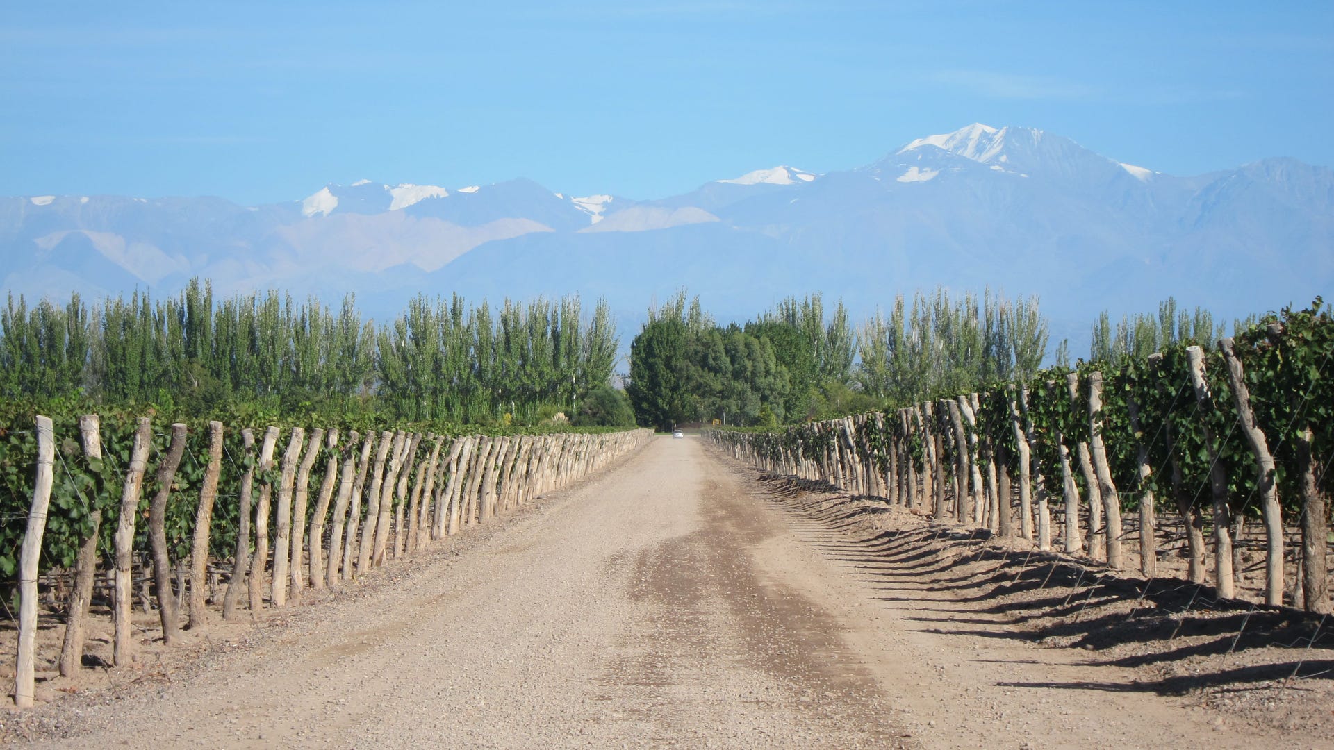 Andes_and_Vineyards