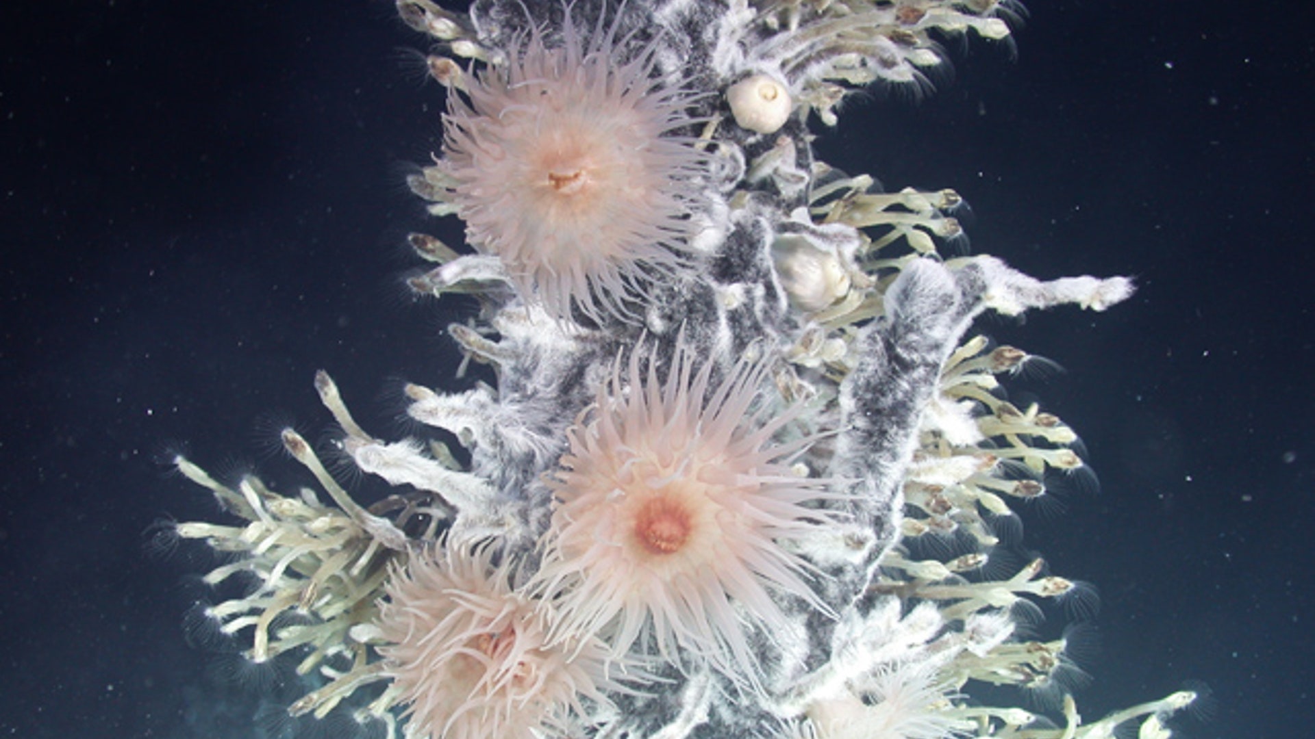 Lost World Antarctica: Anemones bacteria and barnacles E9