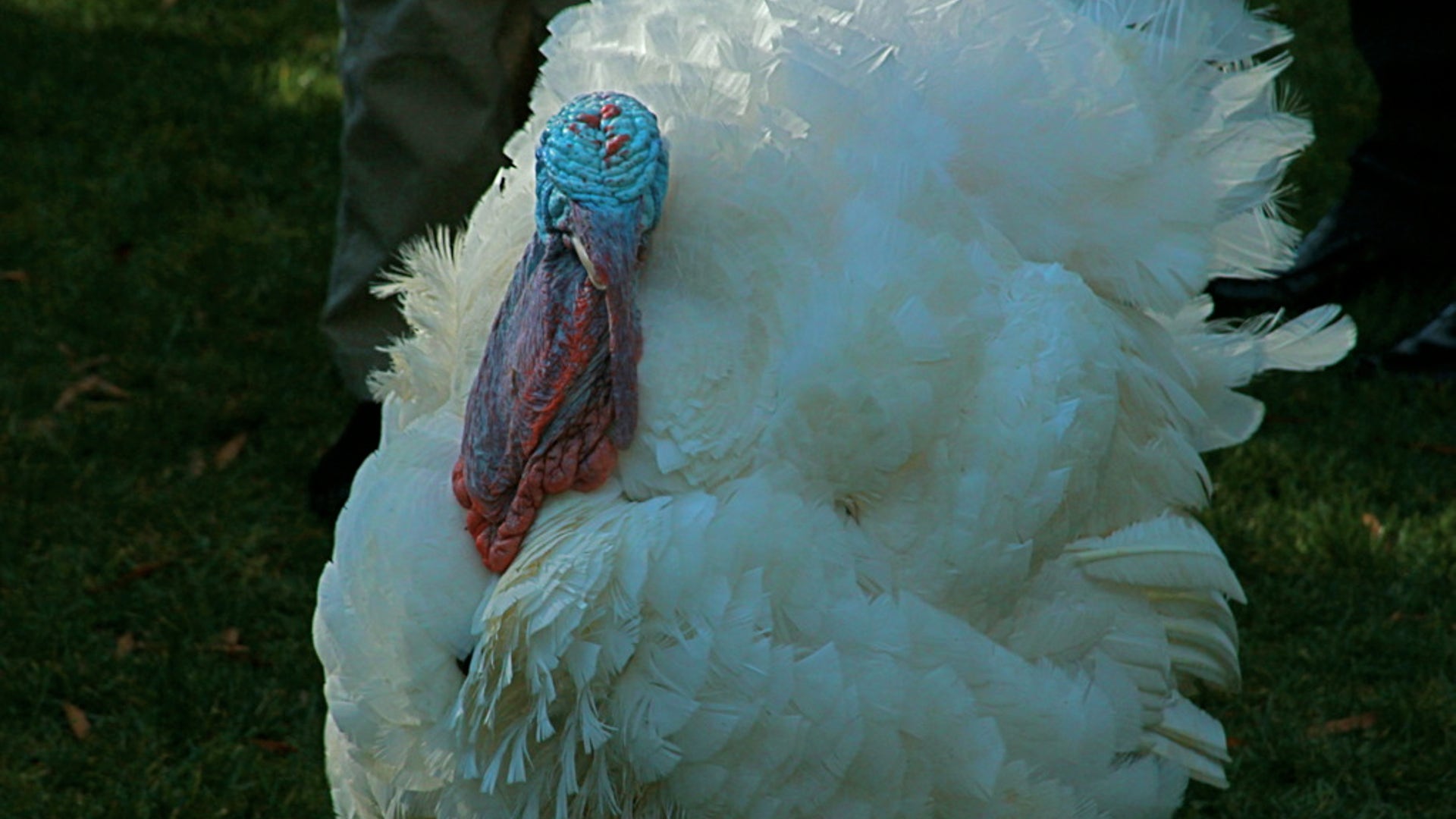 Apple the Thanksgiving Turkey at the White House..jpg