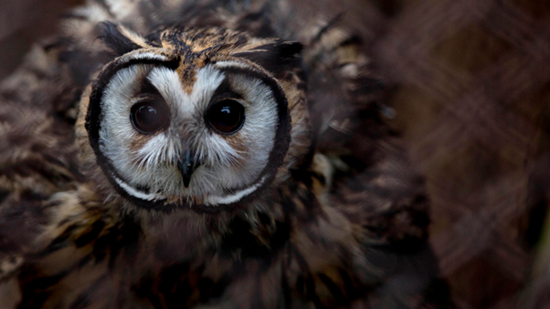 Argentina_zoo_close__1_