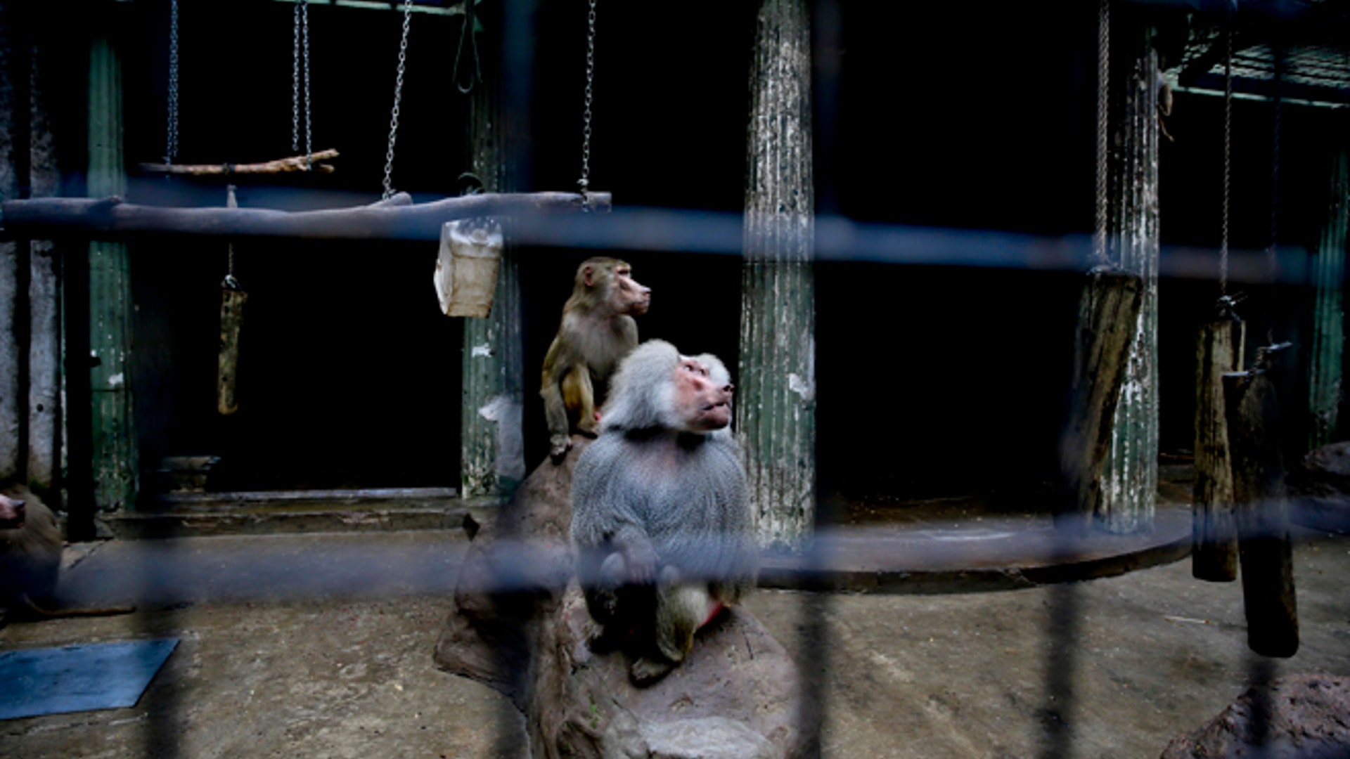 Argentina_zoo_close__11_