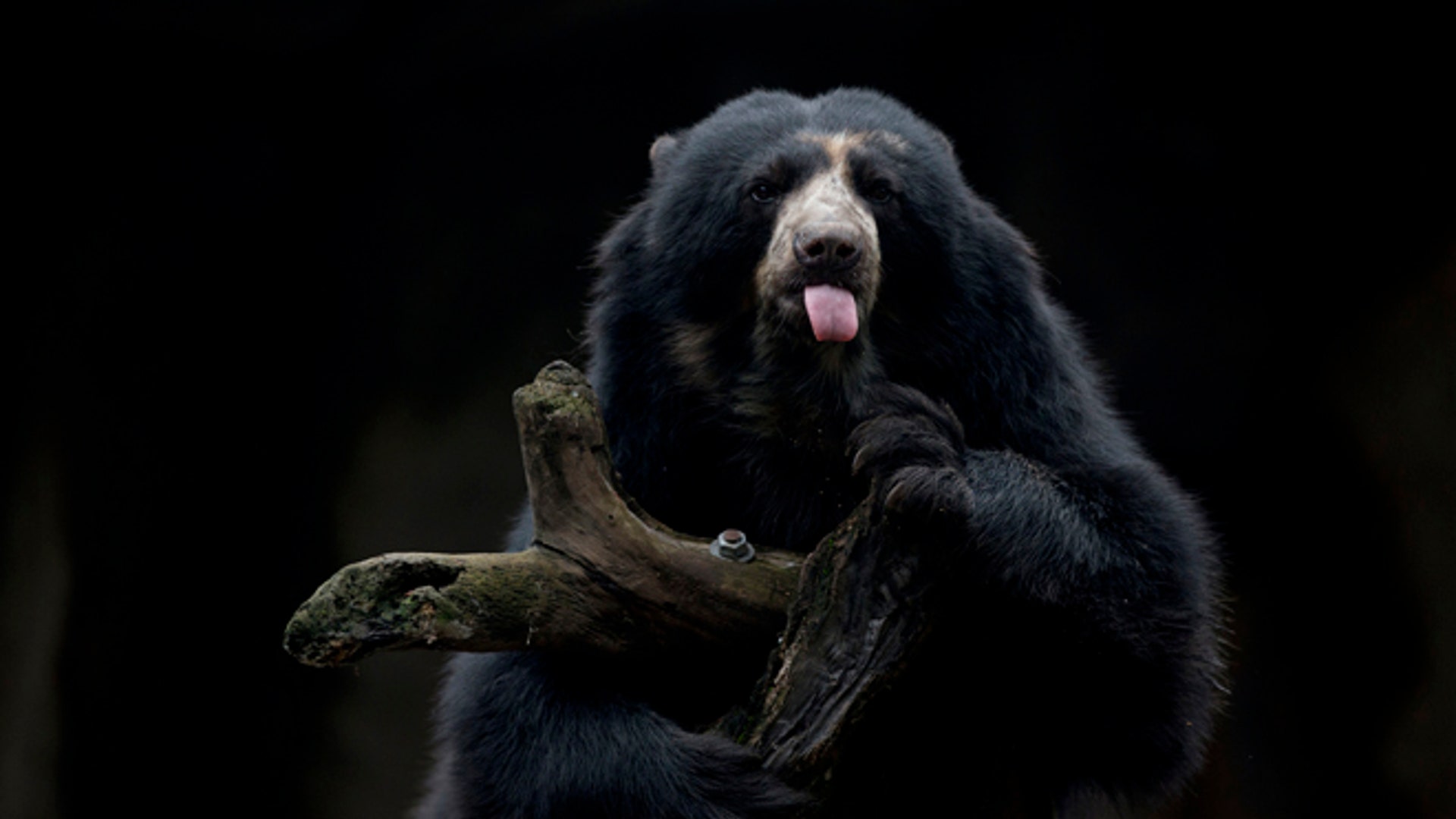 Argentina_zoo_close__12_