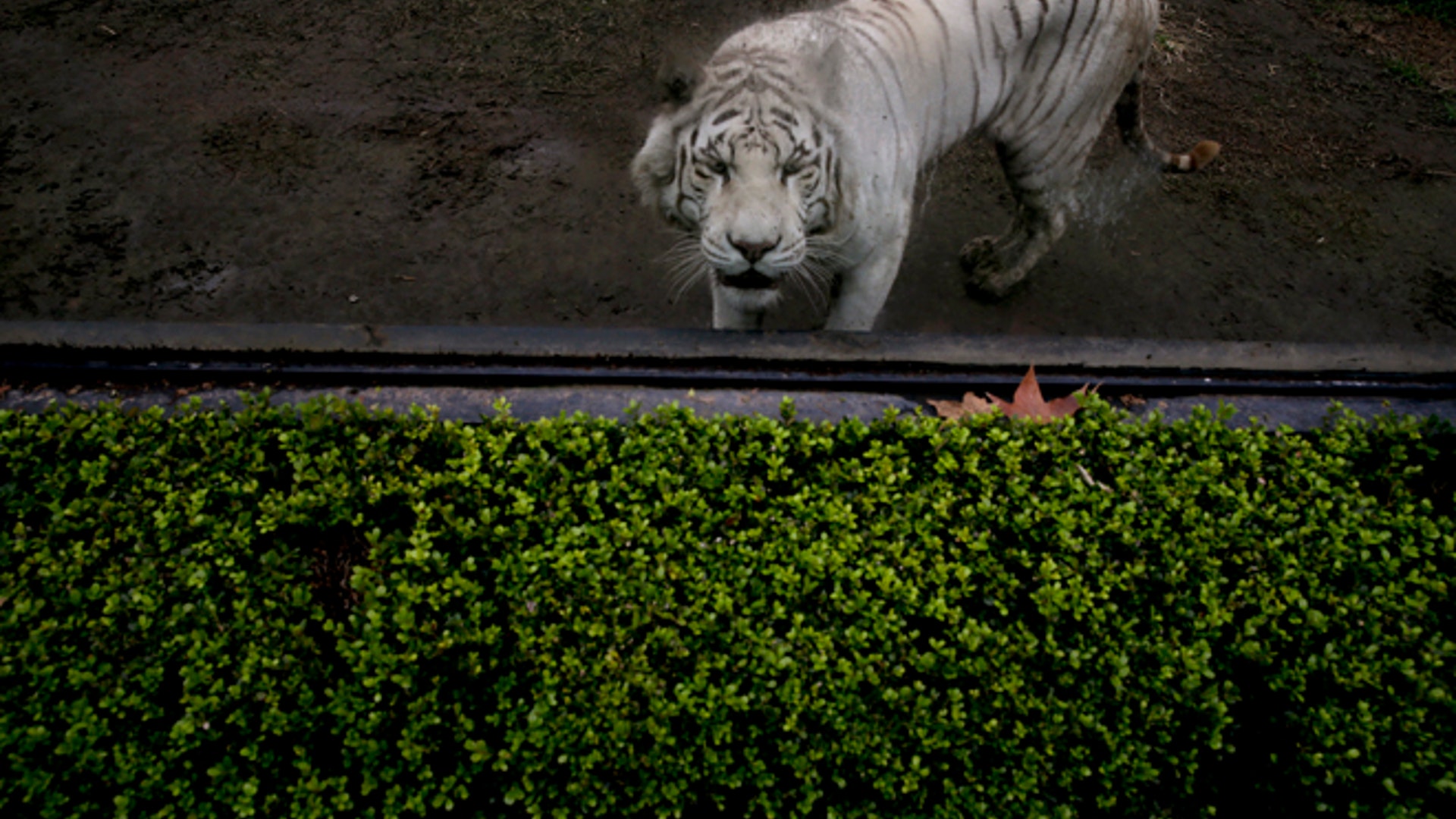Argentina_zoo_close__15_
