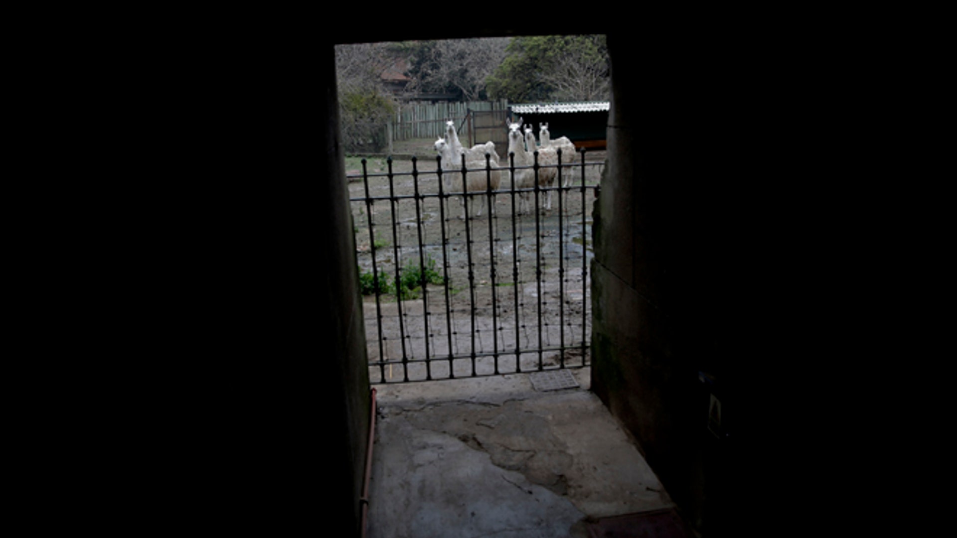 Argentina_zoo_close__2_