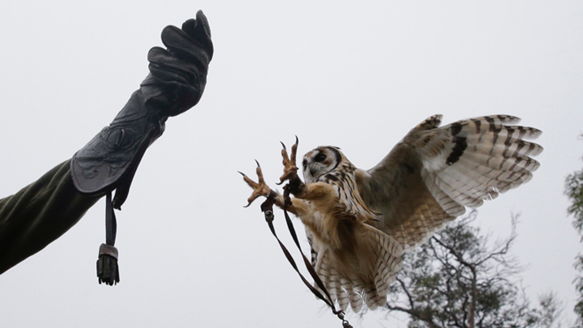 Argentina_zoo_close__4_