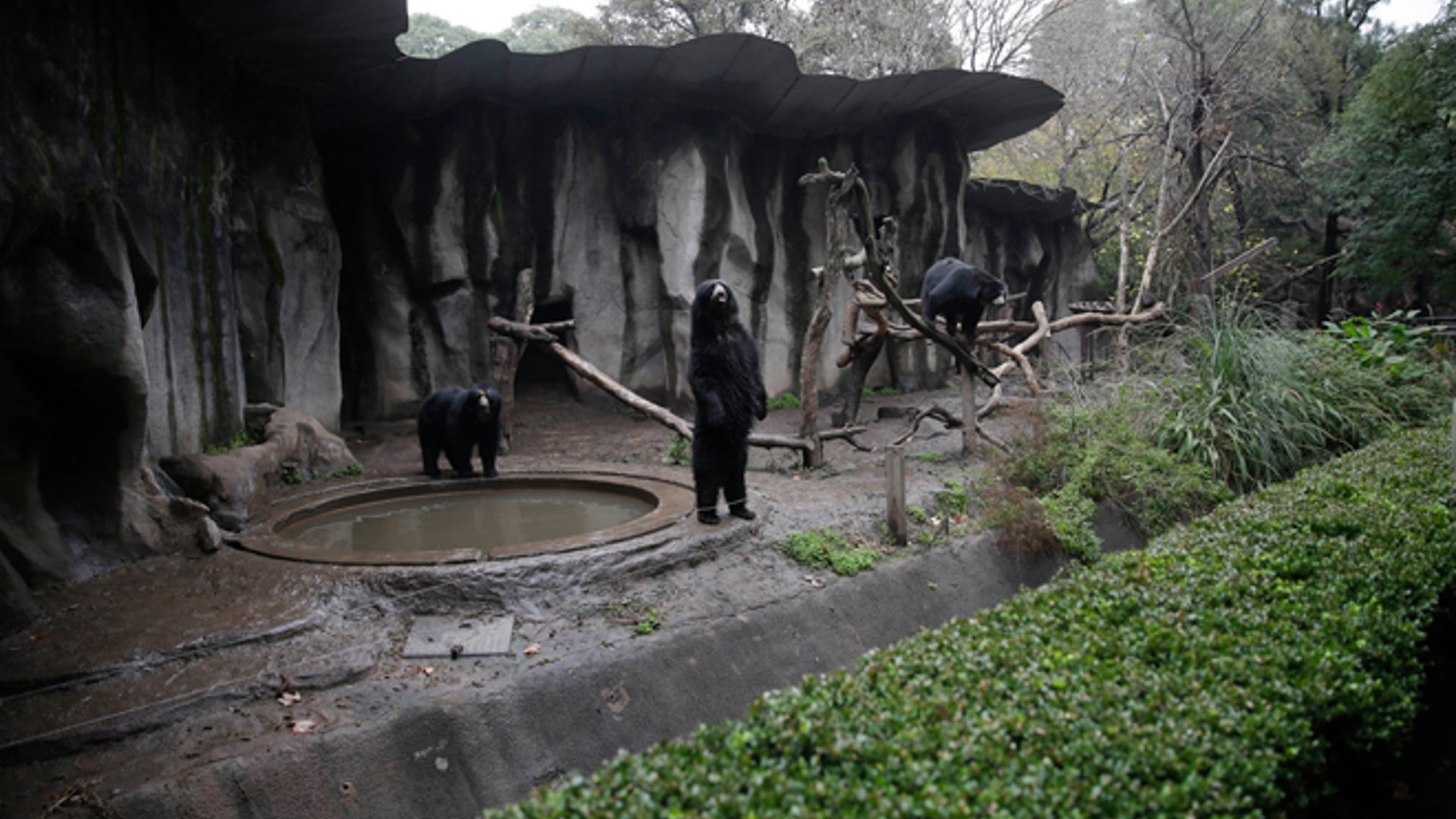 Argentina_zoo_close__6_