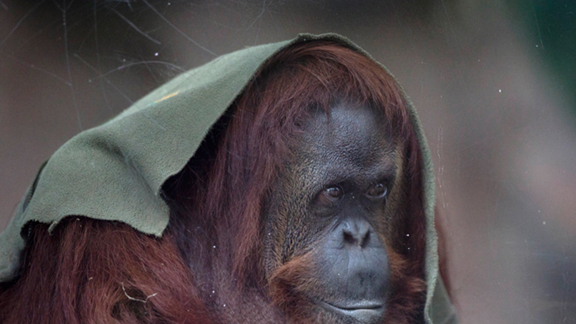 Argentina_zoo_close__7_