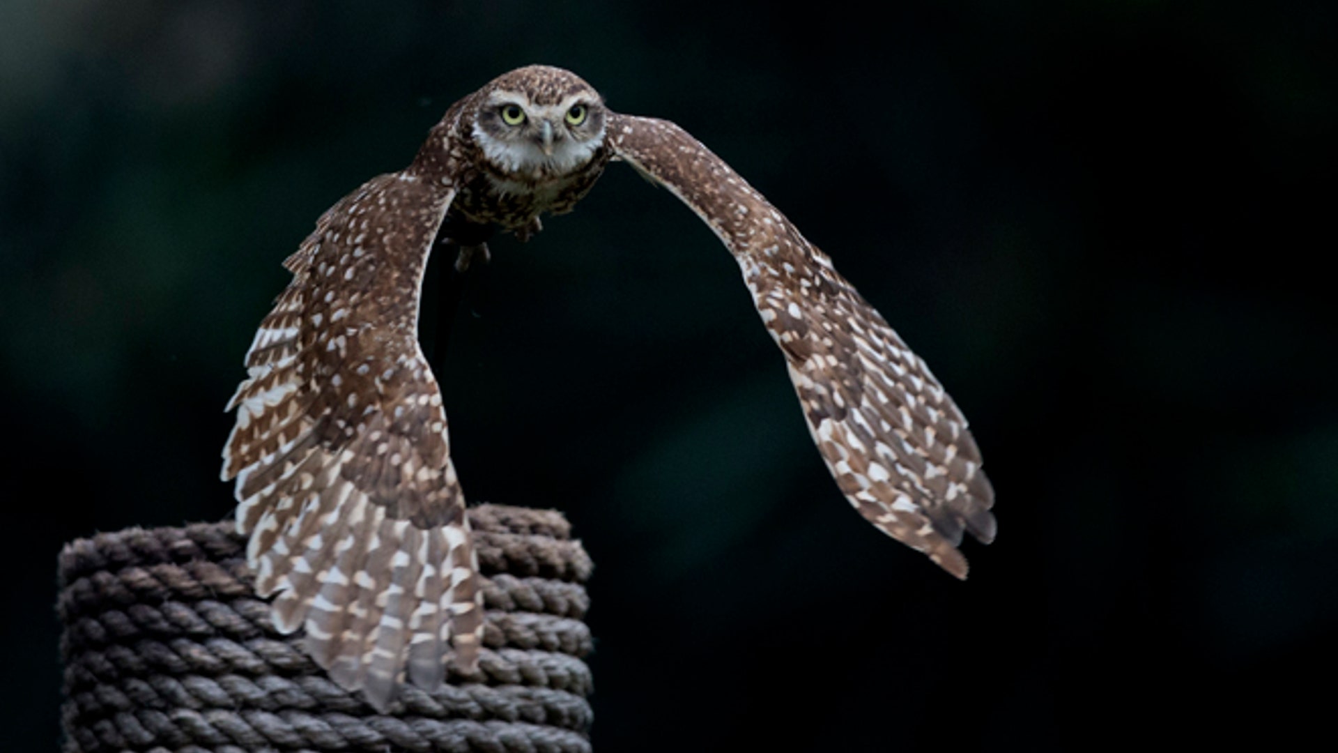 Argentina_zoo_close__8_