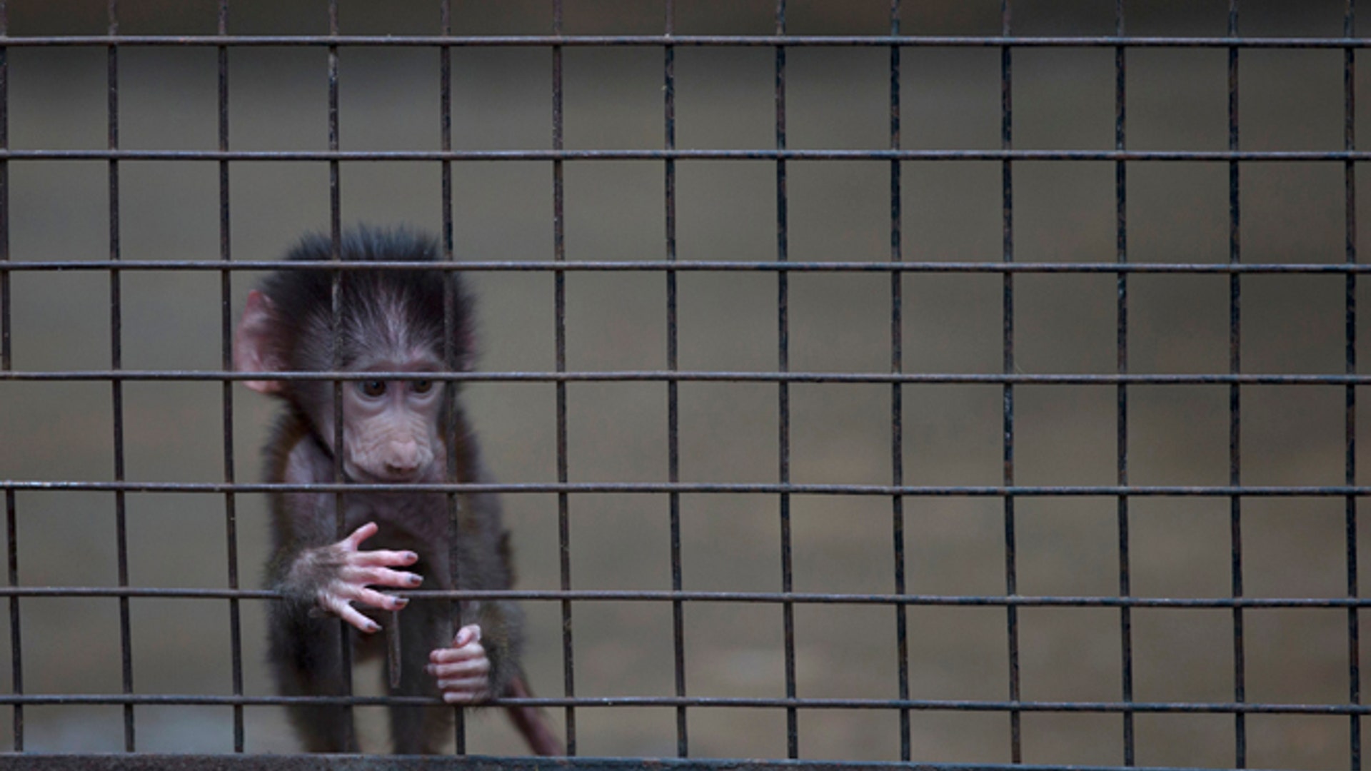 Argentina_zoo_close__9_