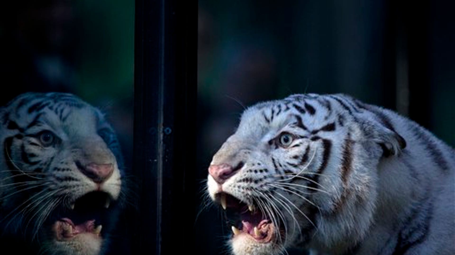 Argentine_Tigers__2_