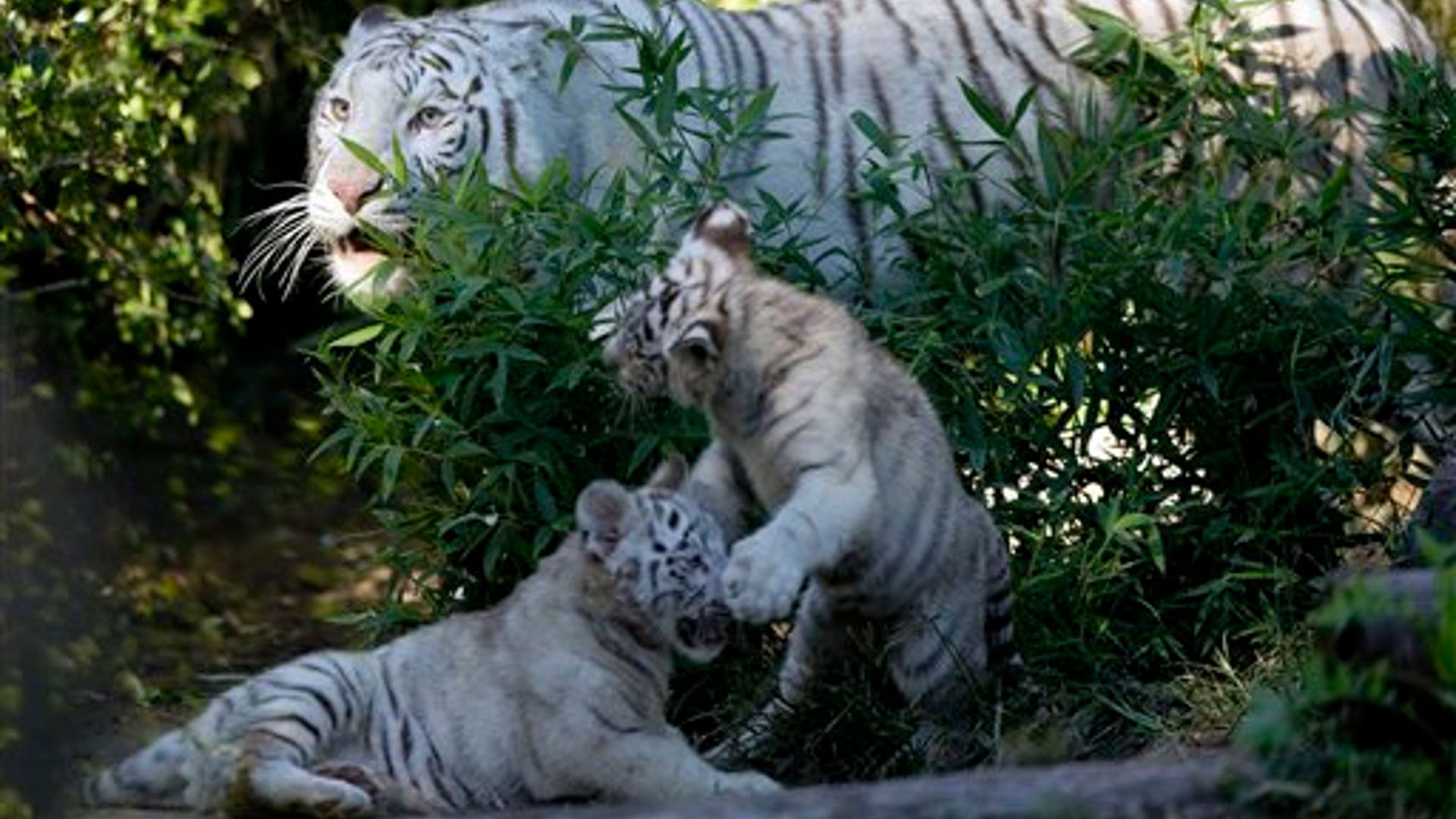 Argentine_Tigers__4_