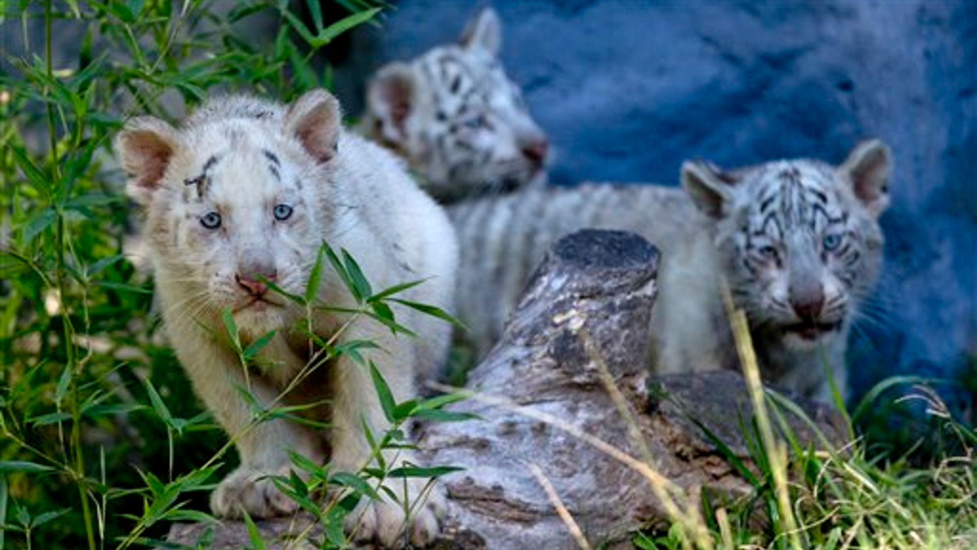 Argentine_Tigers__5_