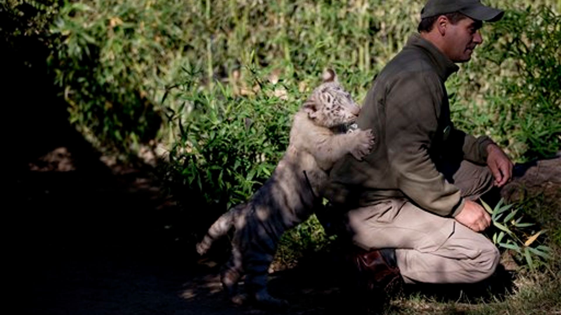 Argentine_Tigers__8_