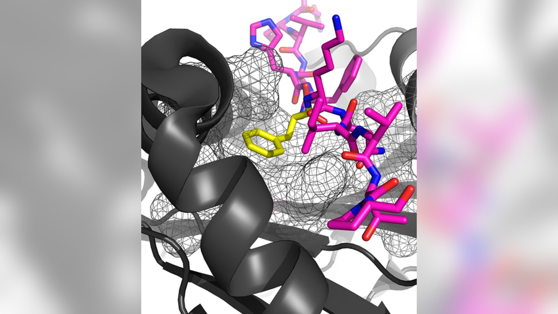 Peptide in my Pocket