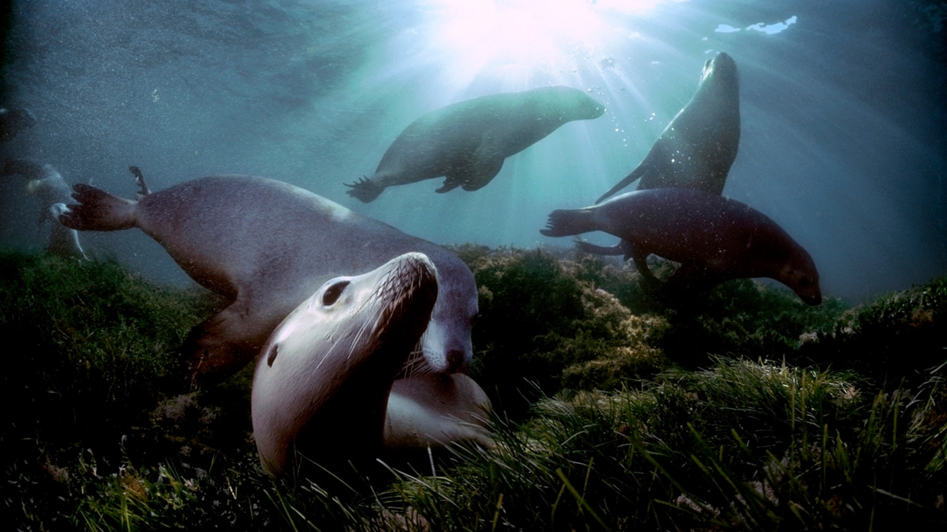 Australian_Sea_Lions