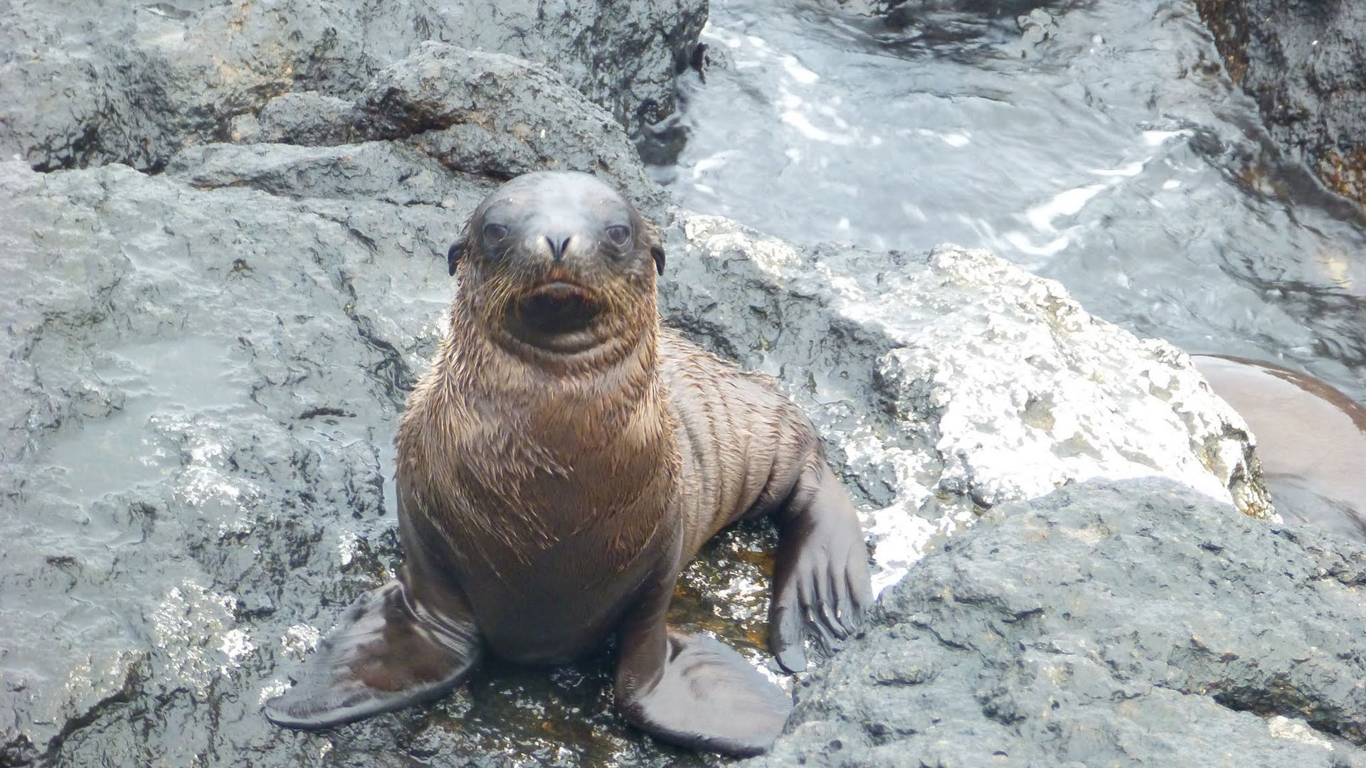 Baby_Sea_Lion_Frown_on_Outh_Plaza_Island