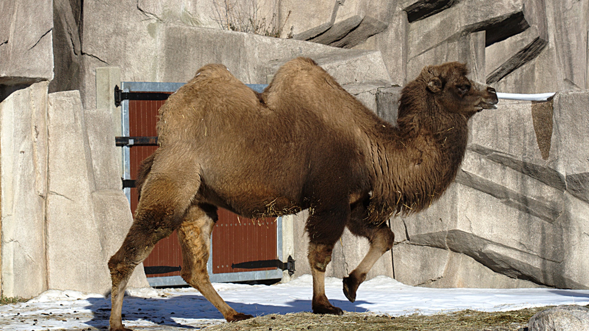 Верблюд в красной книге. Двугорбый верблюд Bactrian Camel (Camelus bactrianus). Одомашнивание двугорбый верблюд. Густая шерсть верблюда. Верблюд в джунглях.