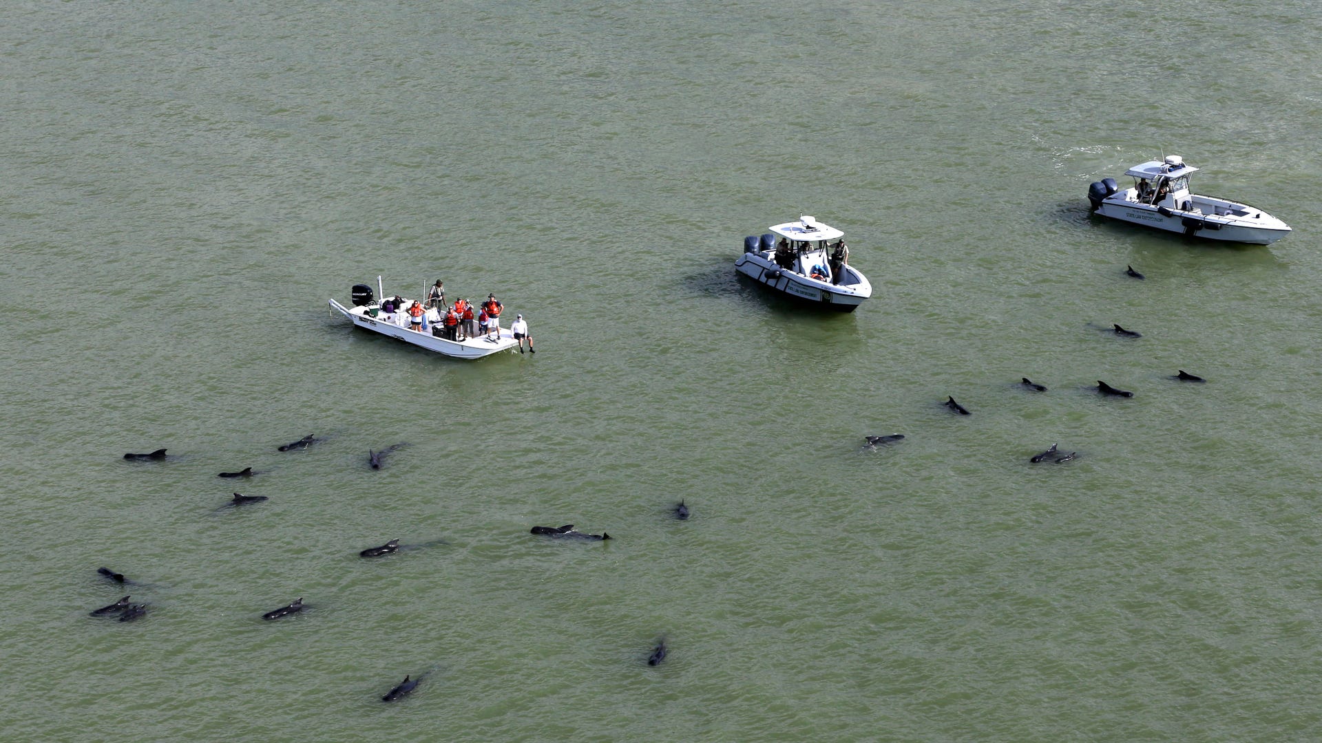 Beached_Whale_Latino__6_