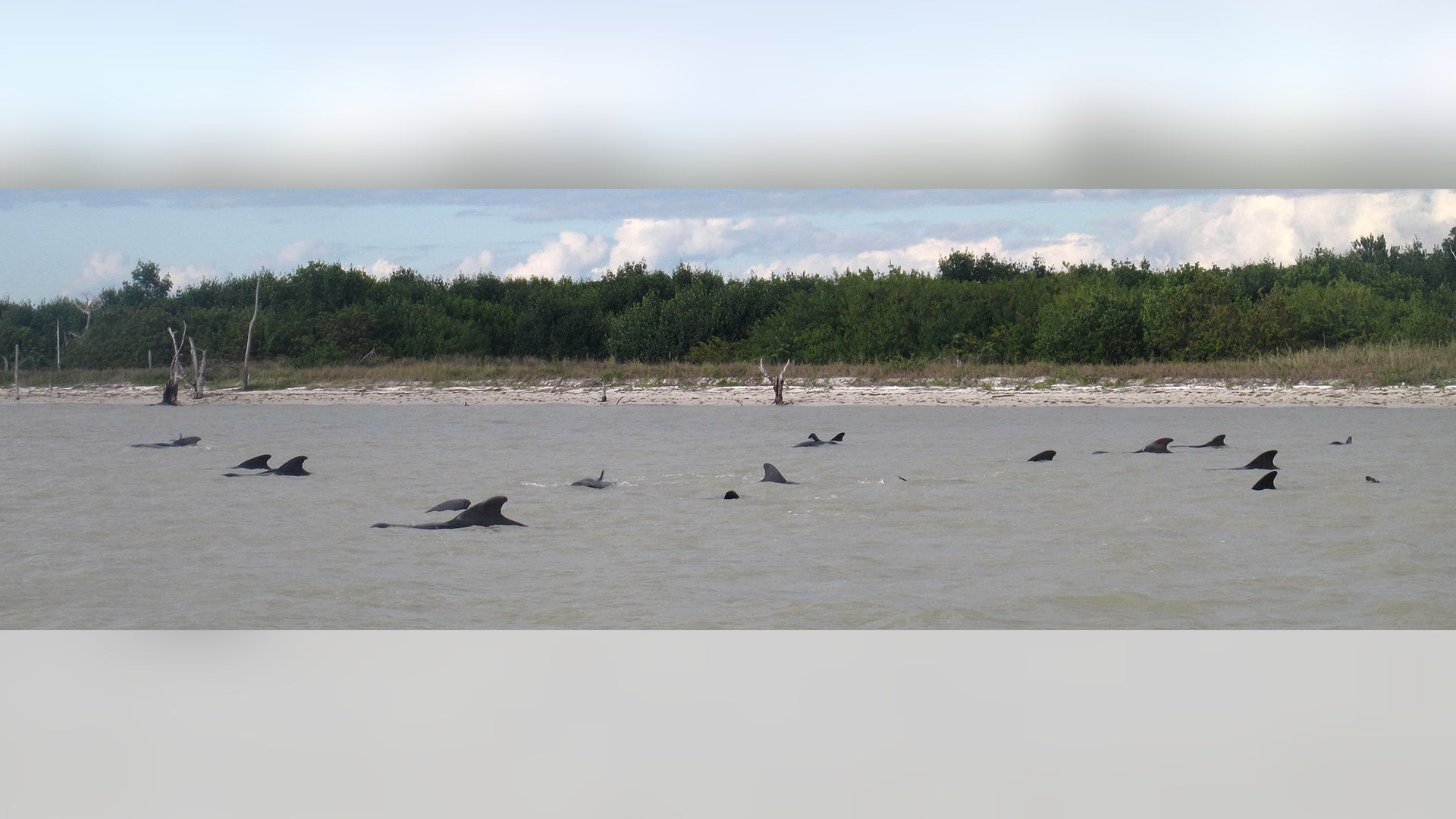 Beached_Whale_Latino__8_