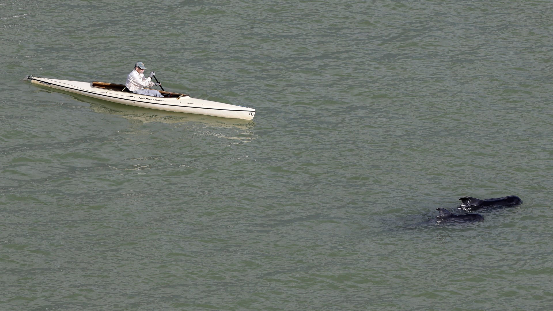 Beached_Whale_Latino__9_