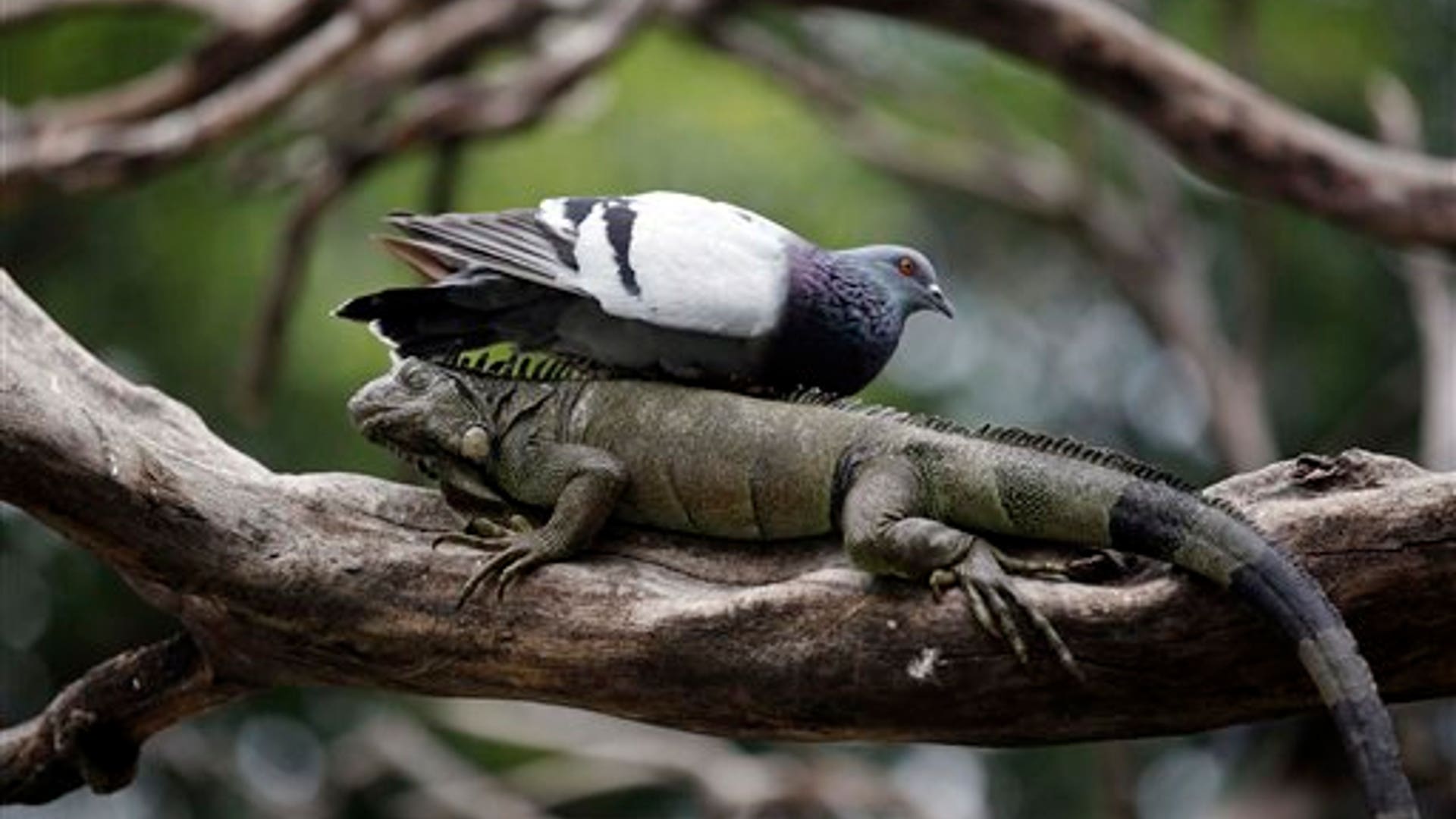 Best_Of_latin_America__8_