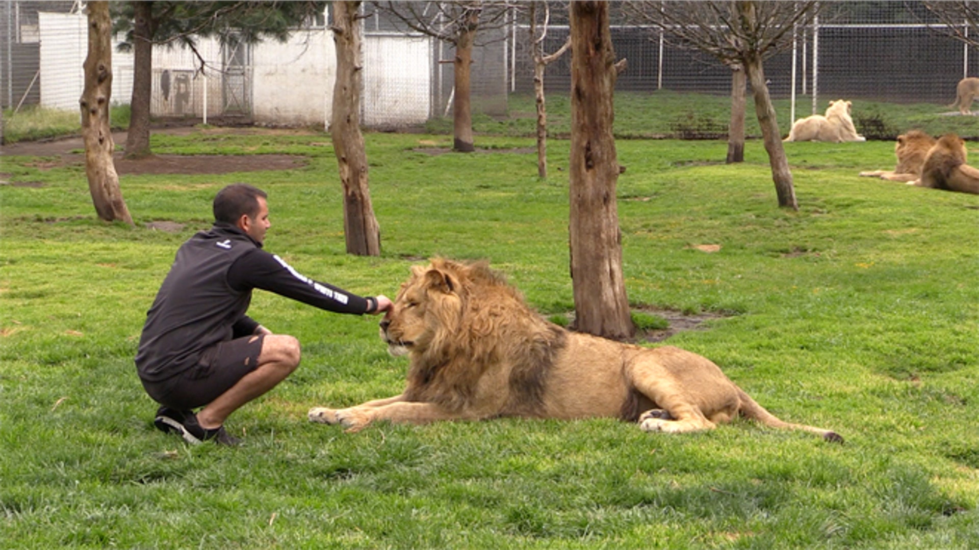 Big_Cats_slideshow_Latino_10