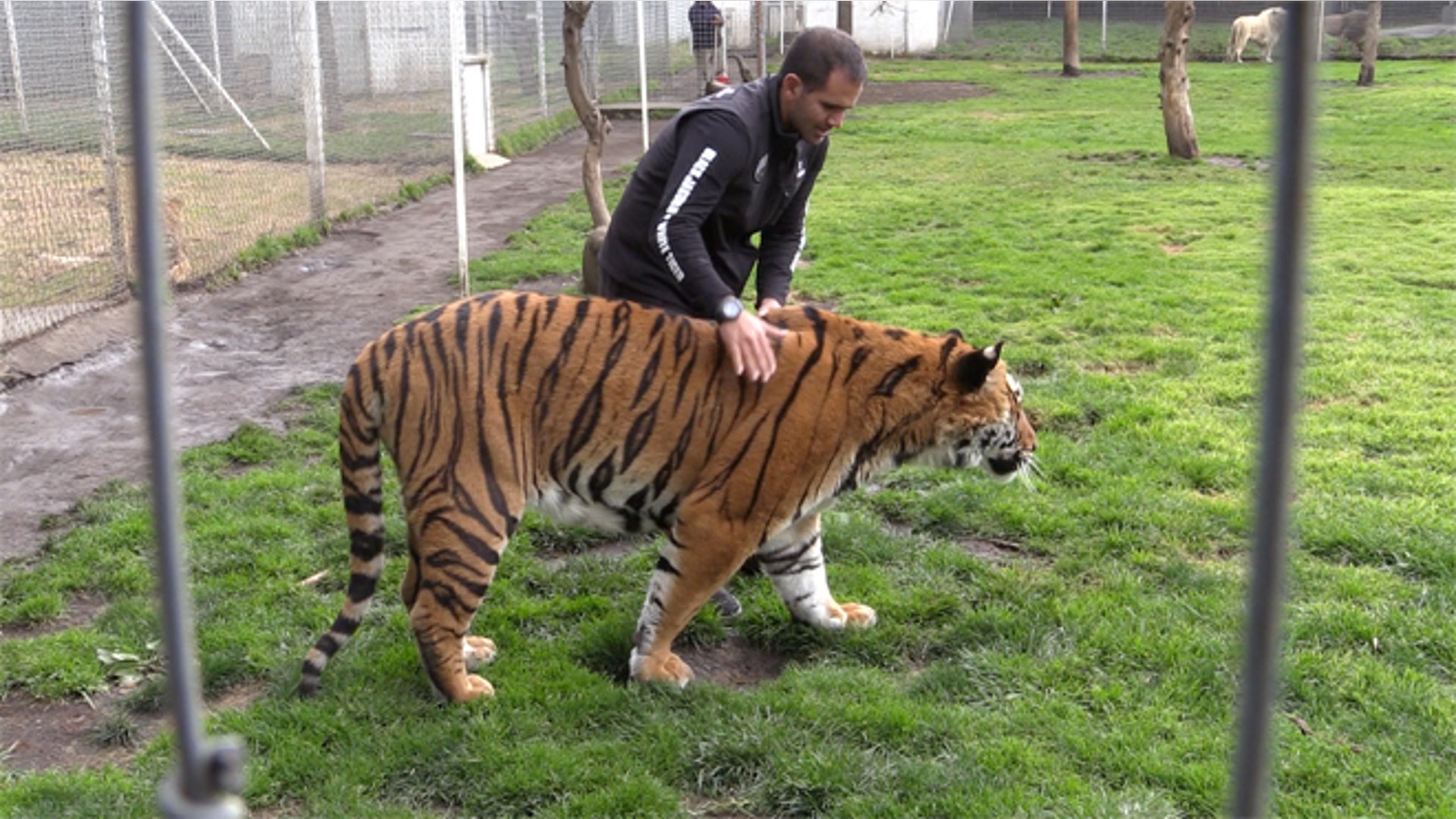 Big_Cats_slideshow_Latino_11