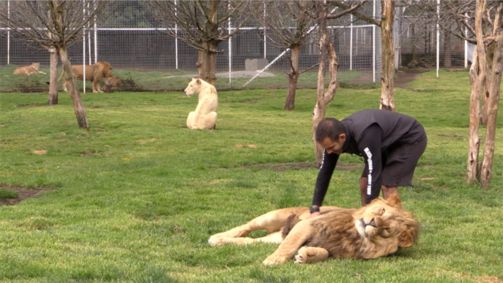 Big_Cats_slideshow_Latino_2