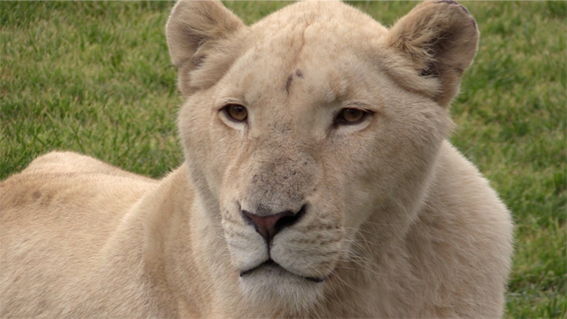 Big_Cats_slideshow_Latino_4